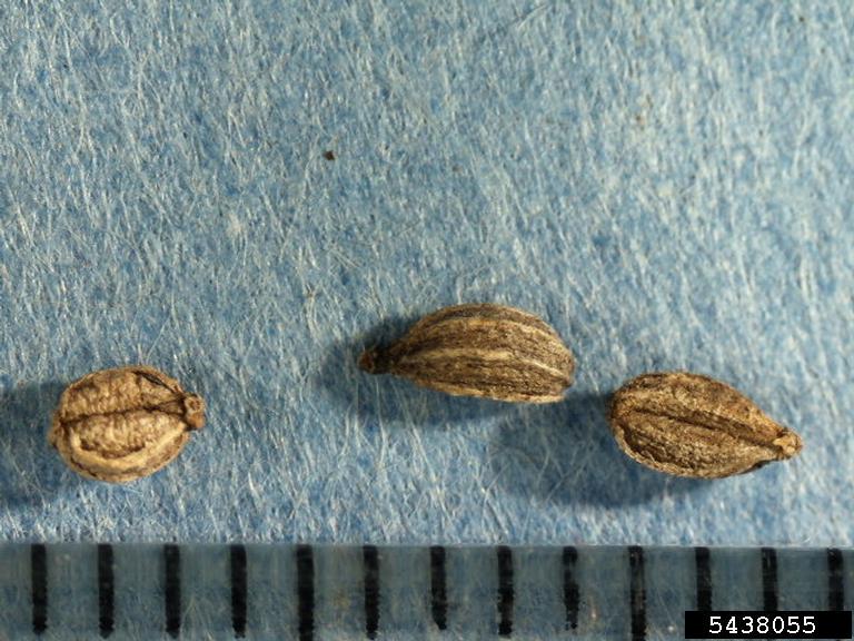 Poison Hemlock fruit identification view