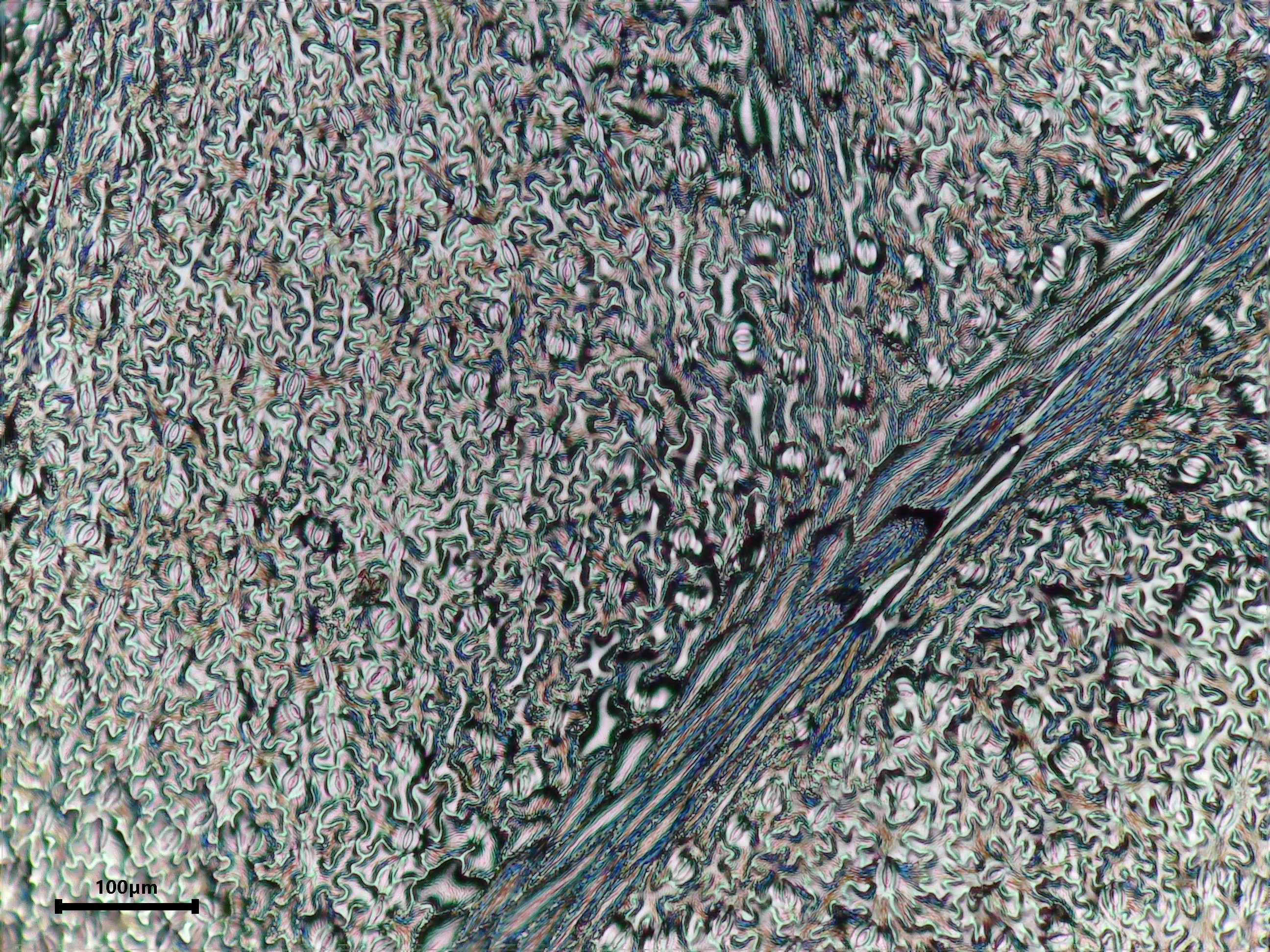 Poison Hemlock leaf identification view