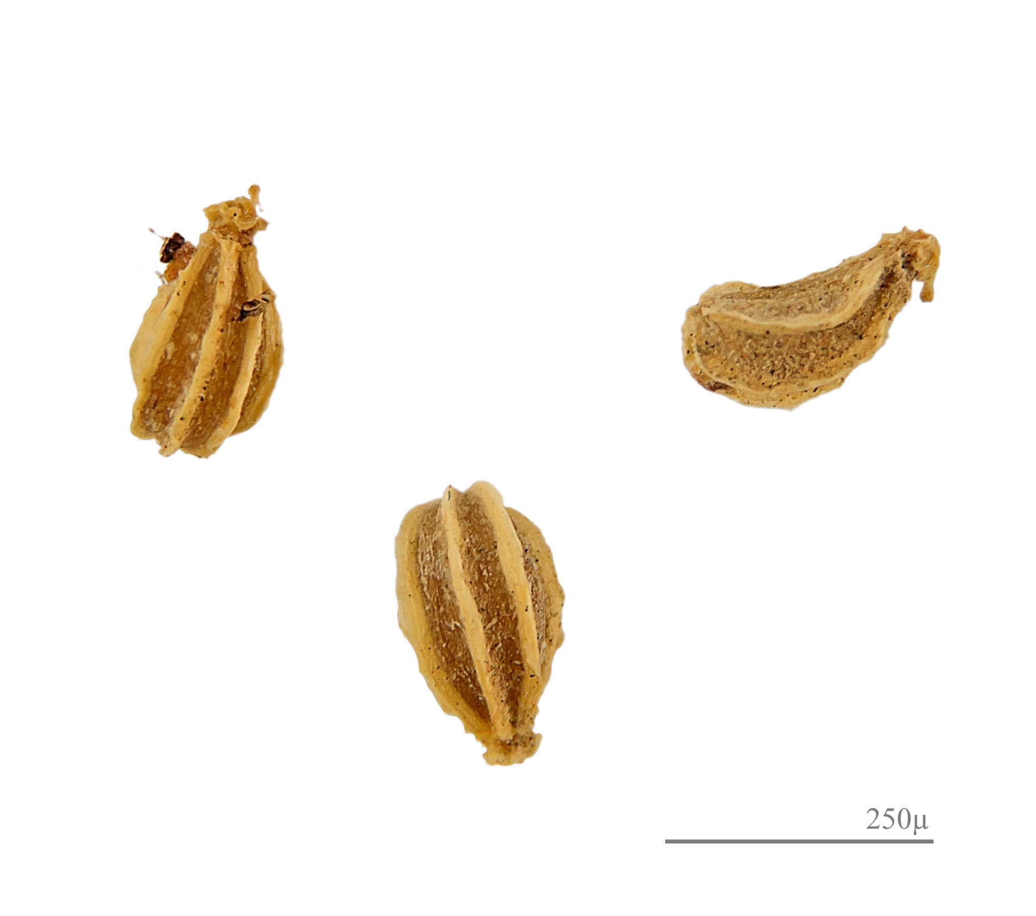 Poison Hemlock plant identification view