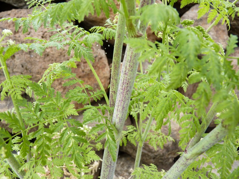 Poison Hemlock stem identification view