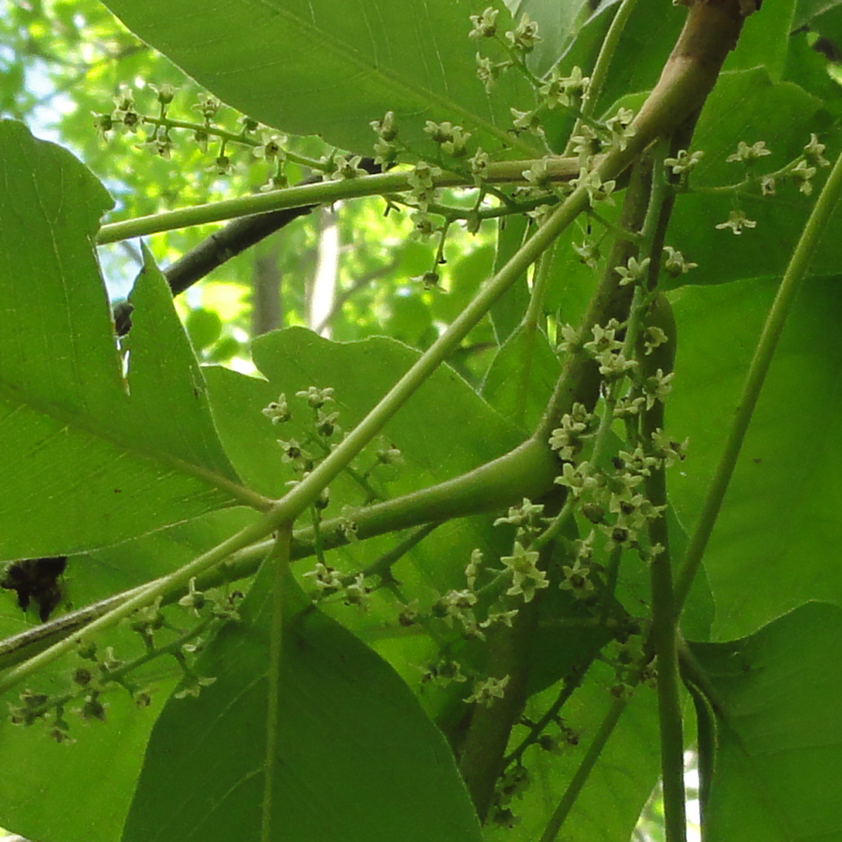 Poison Ivy flower identification view