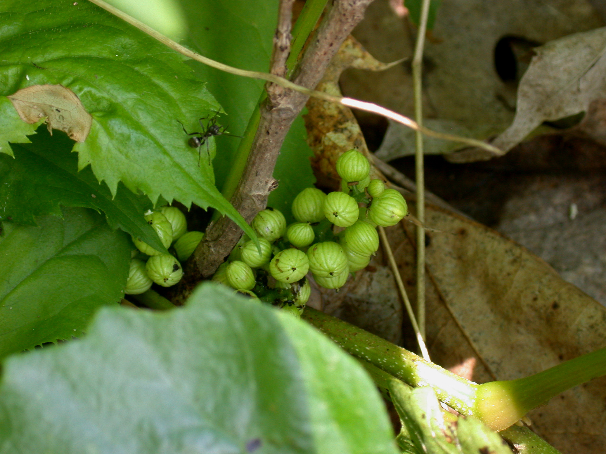 Poison Ivy fruit identification view