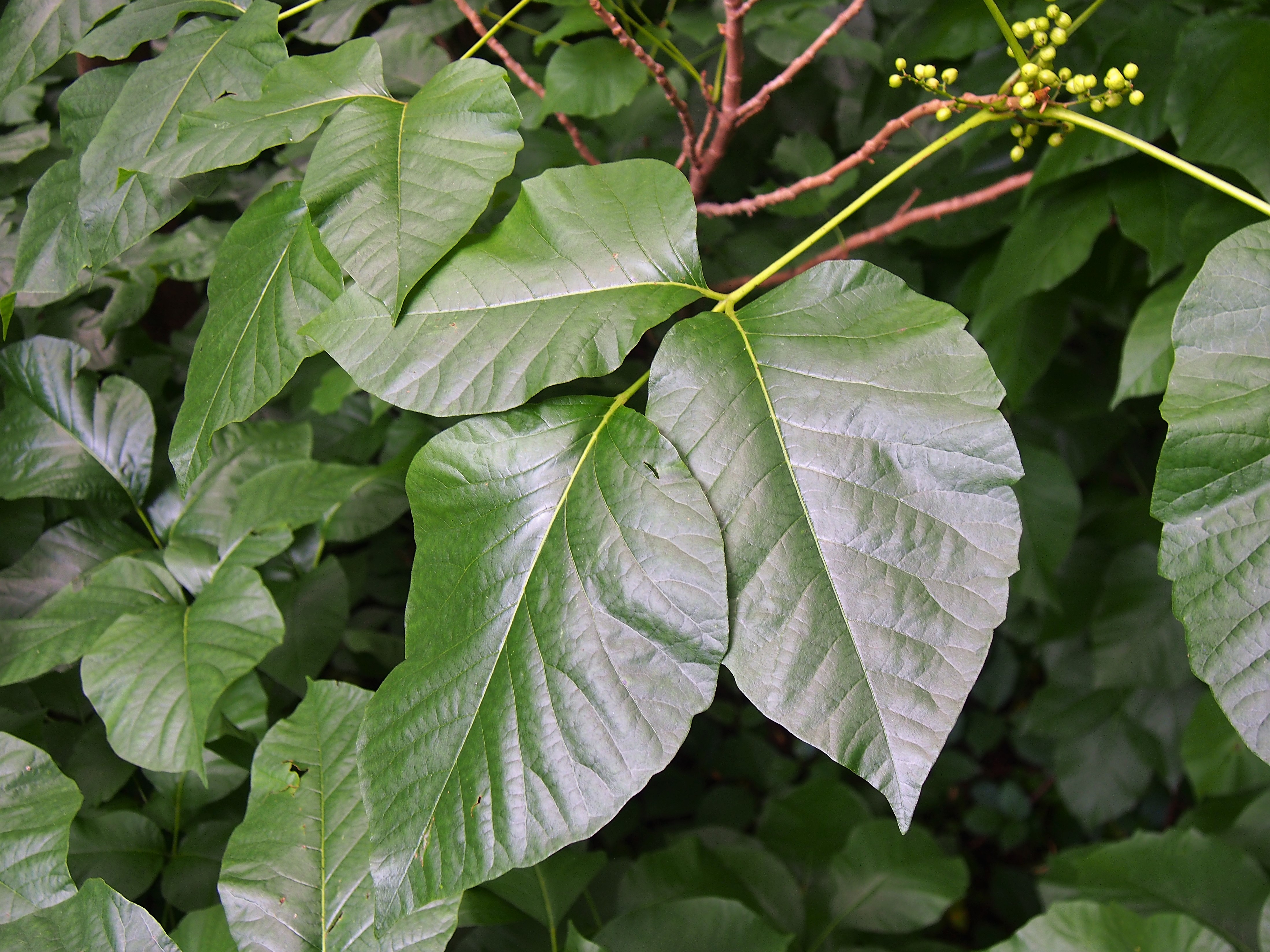 Poison Ivy leaf identification view