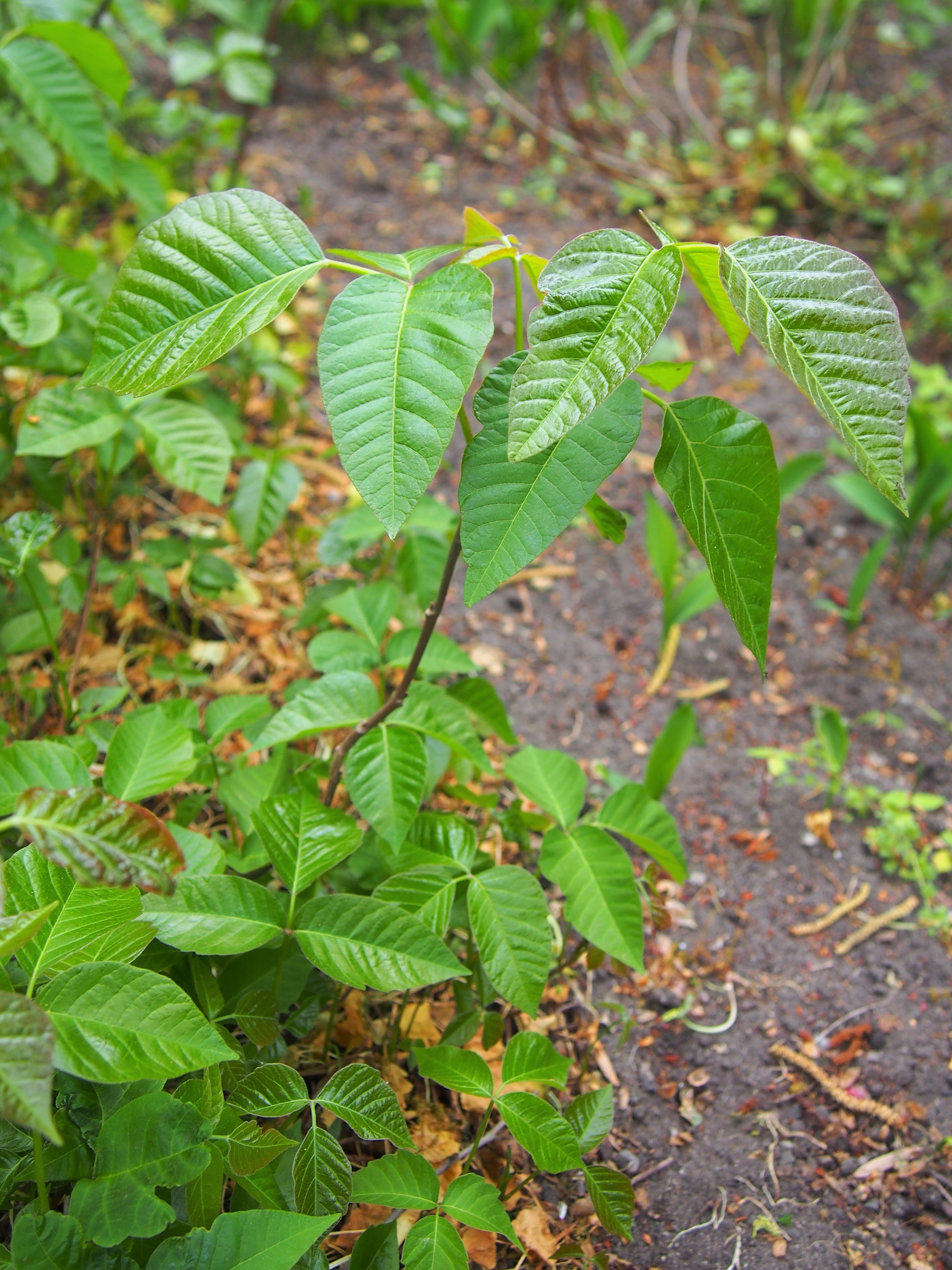 Poison Ivy plant identification view