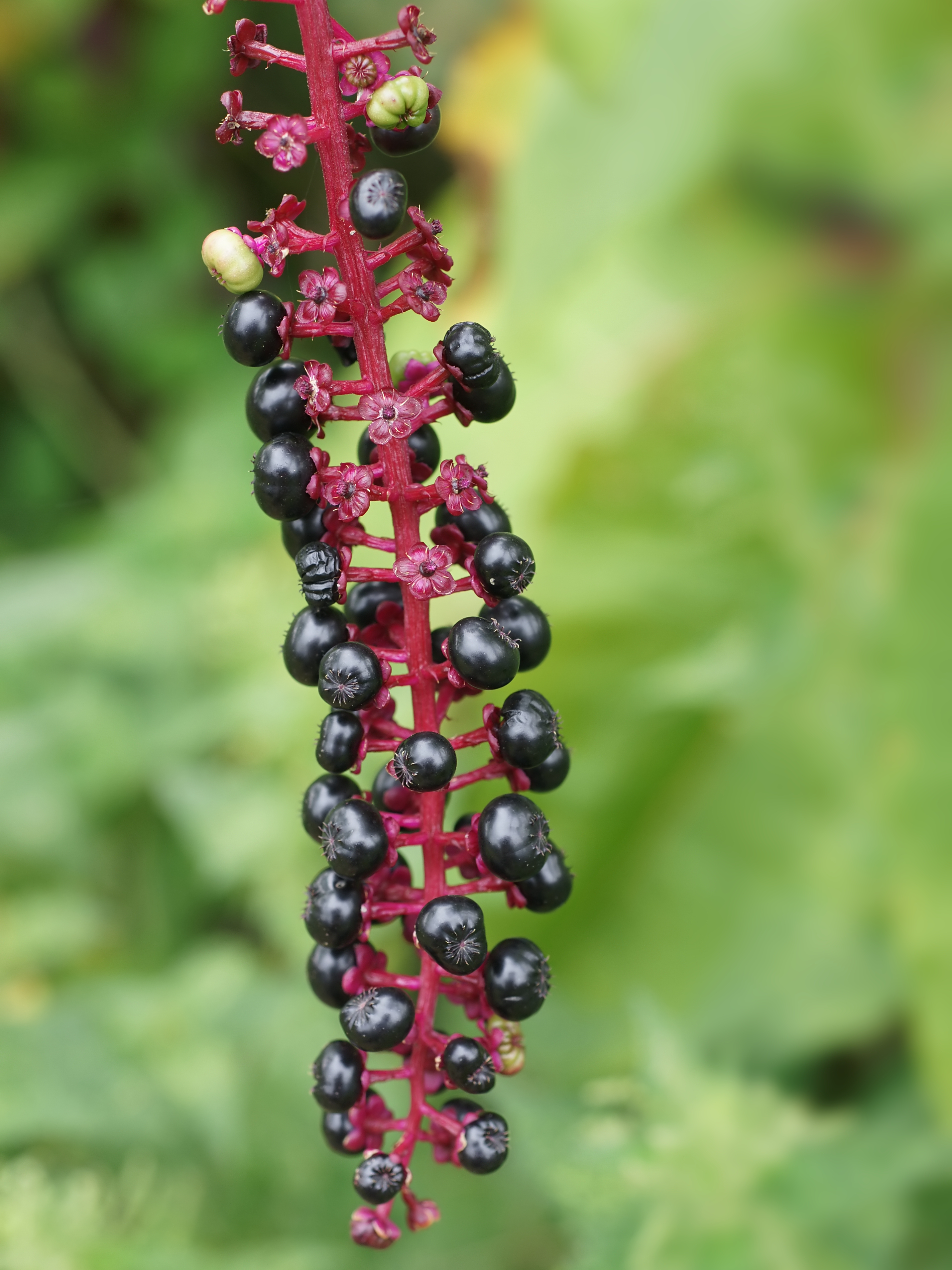Pokeweed fruit identification view