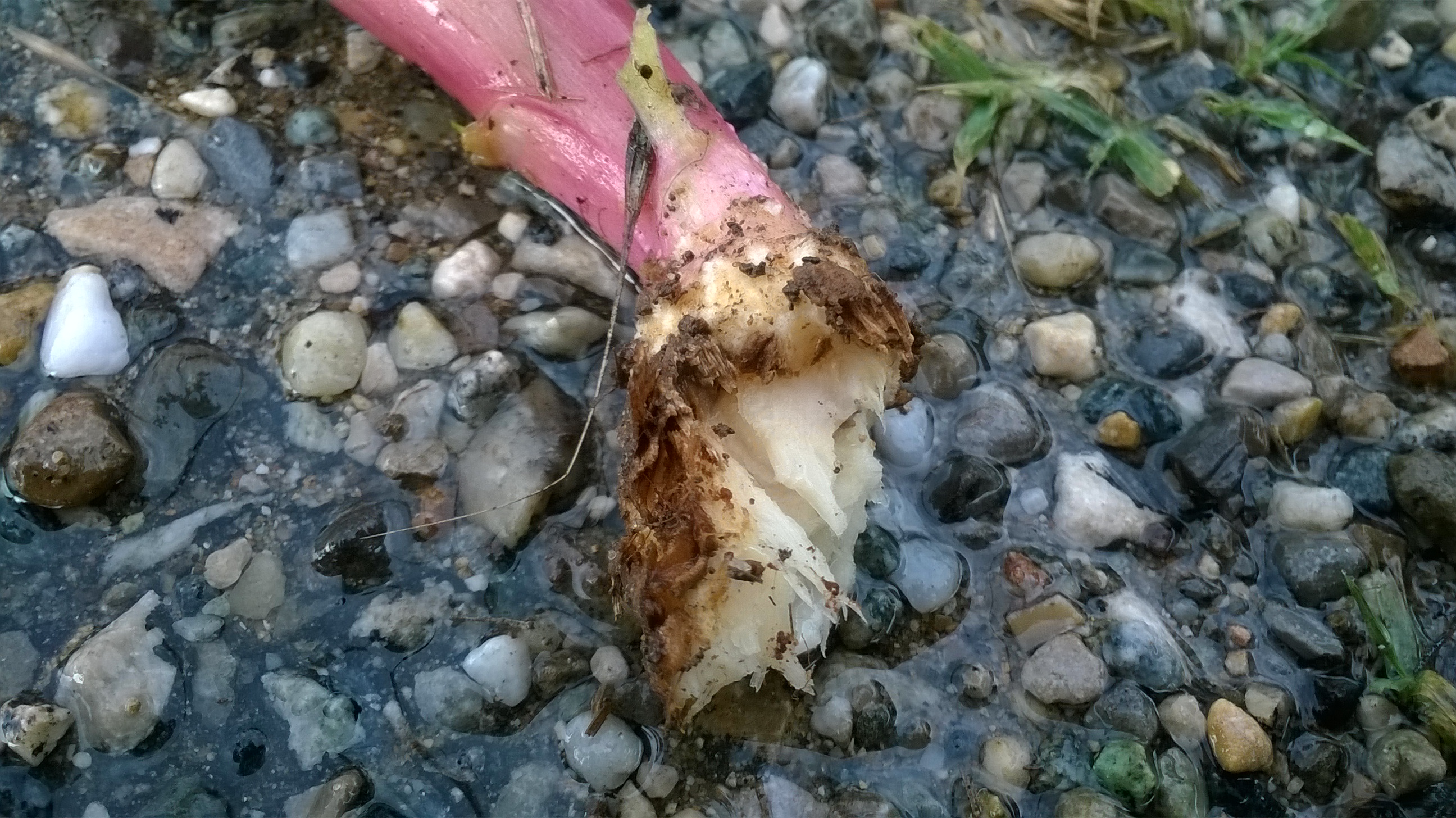 Pokeweed stem identification view