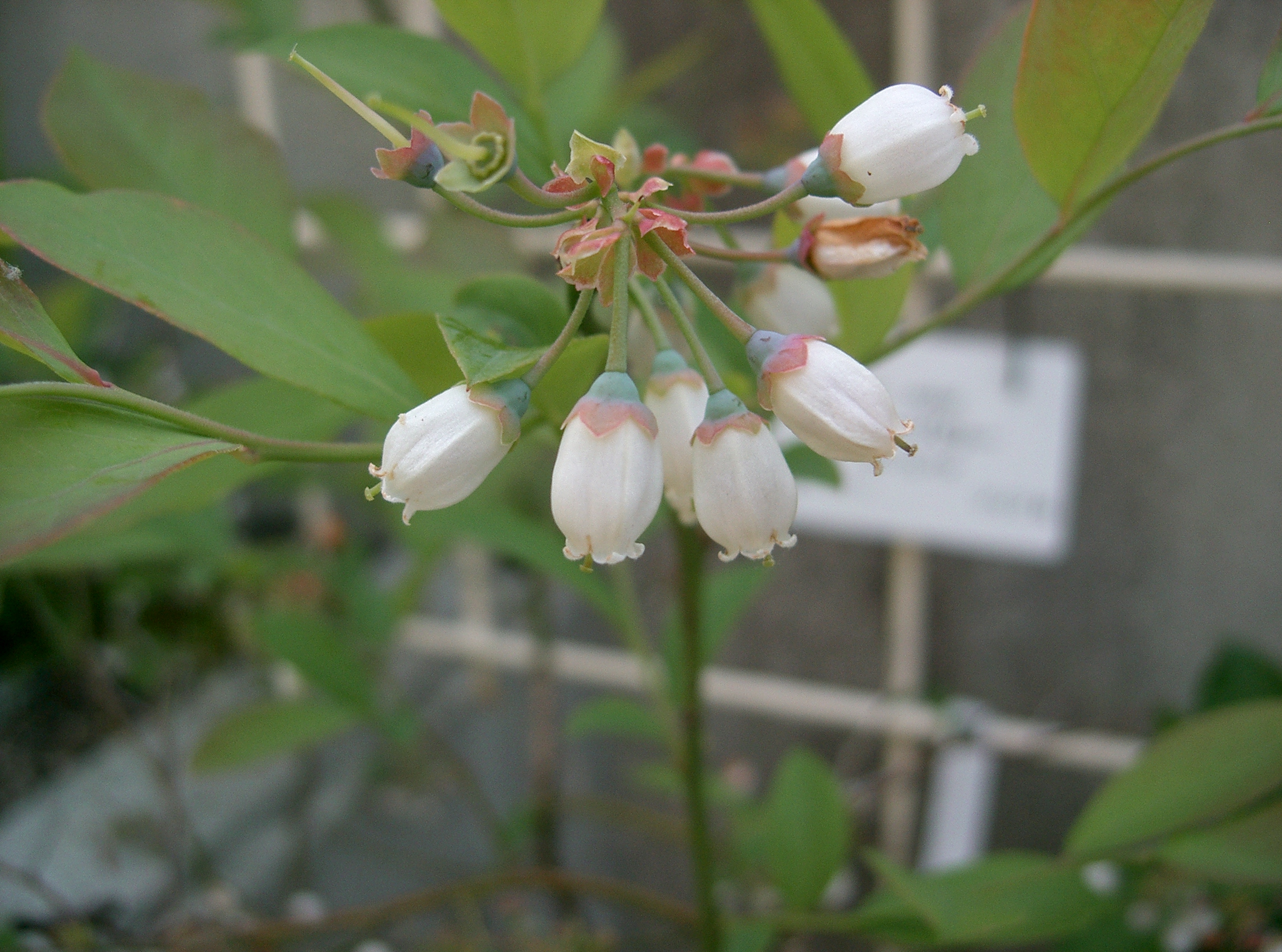 Tifblue Rabbiteye Blueberry flower identification view