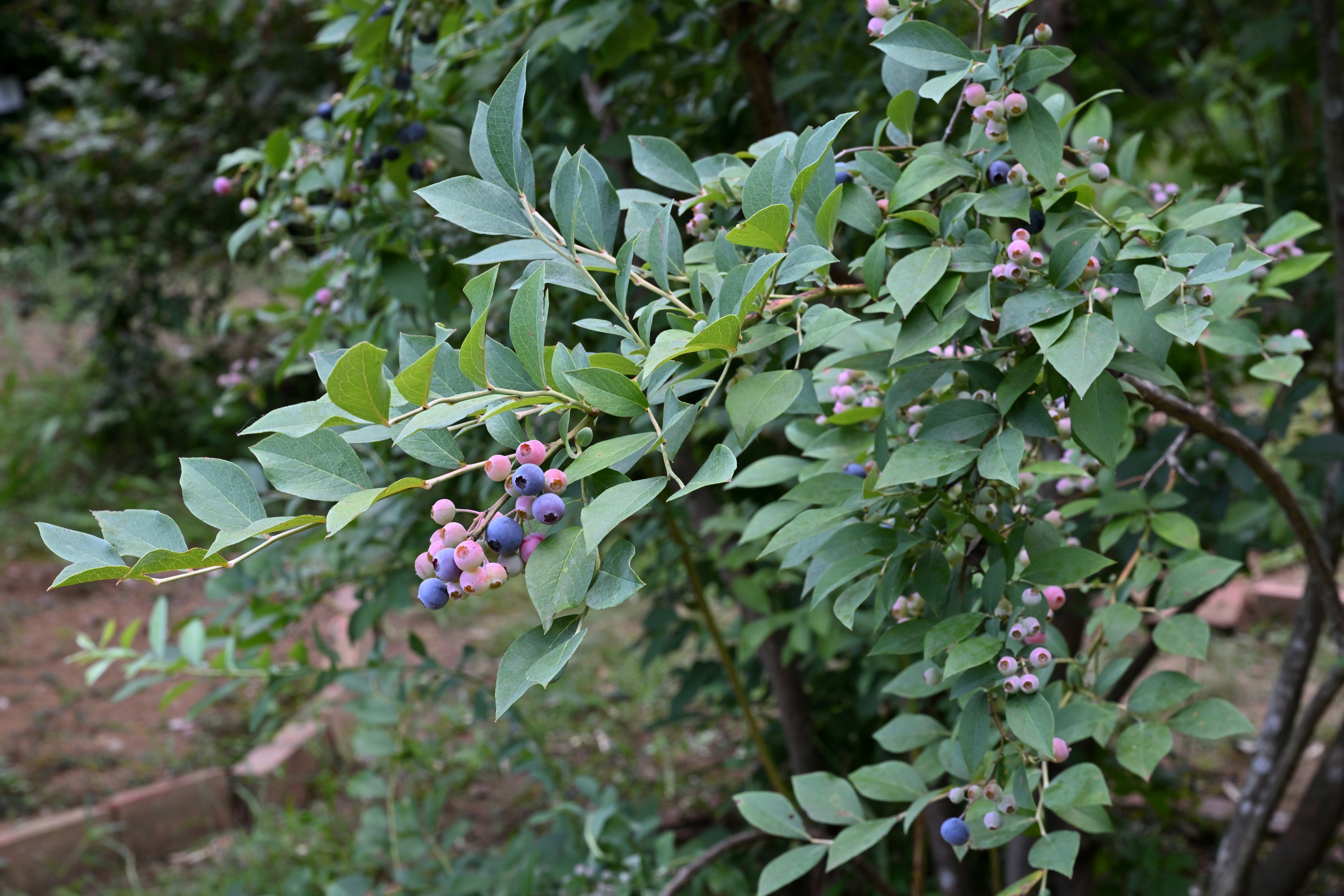 Tifblue Rabbiteye Blueberry fruit identification view