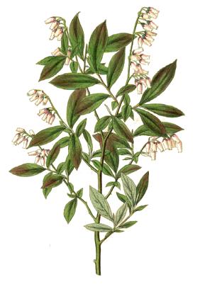 Tifblue Rabbiteye Blueberry plant identification view