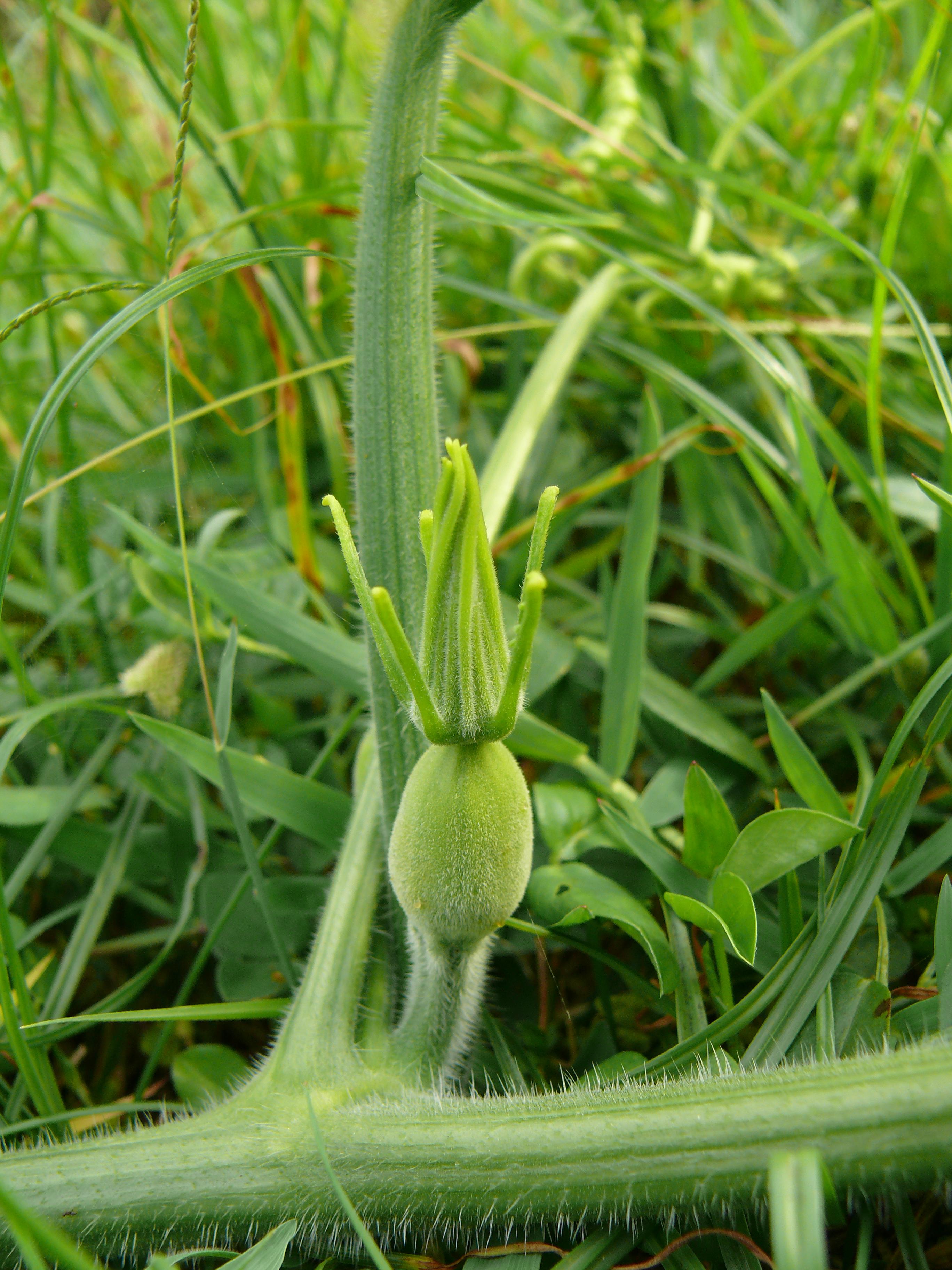 Pumpkin flower identification view