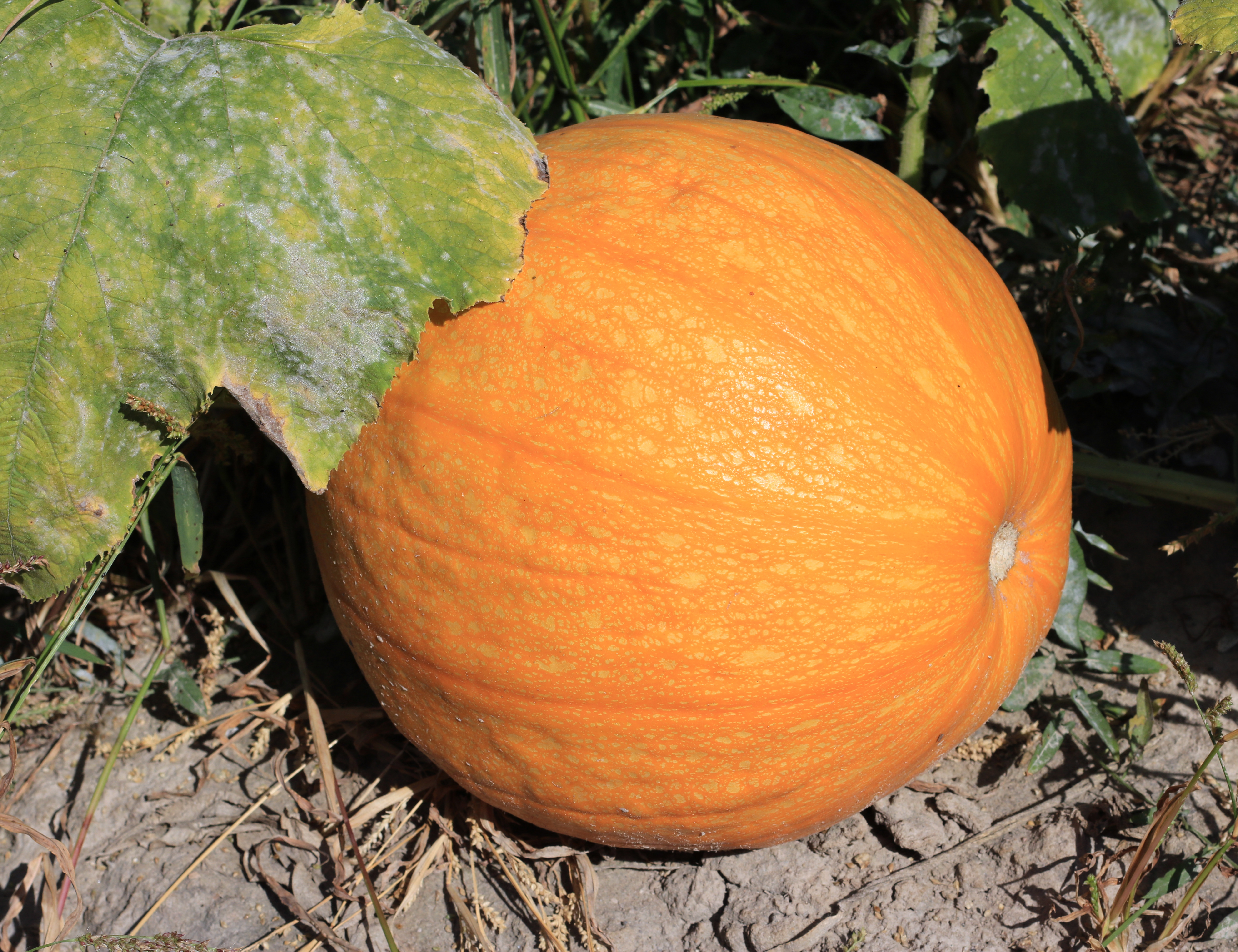 Pumpkin fruit identification view