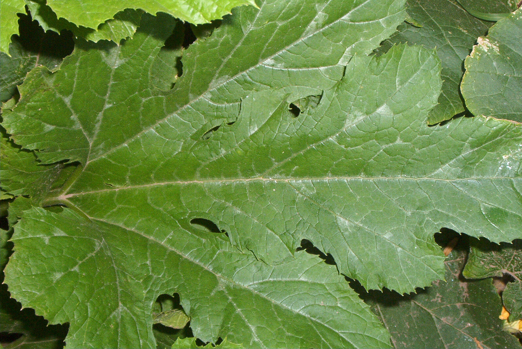 Pumpkin leaf identification view