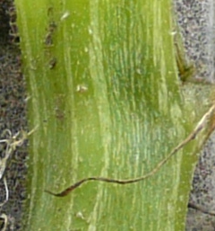 Pumpkin stem identification view