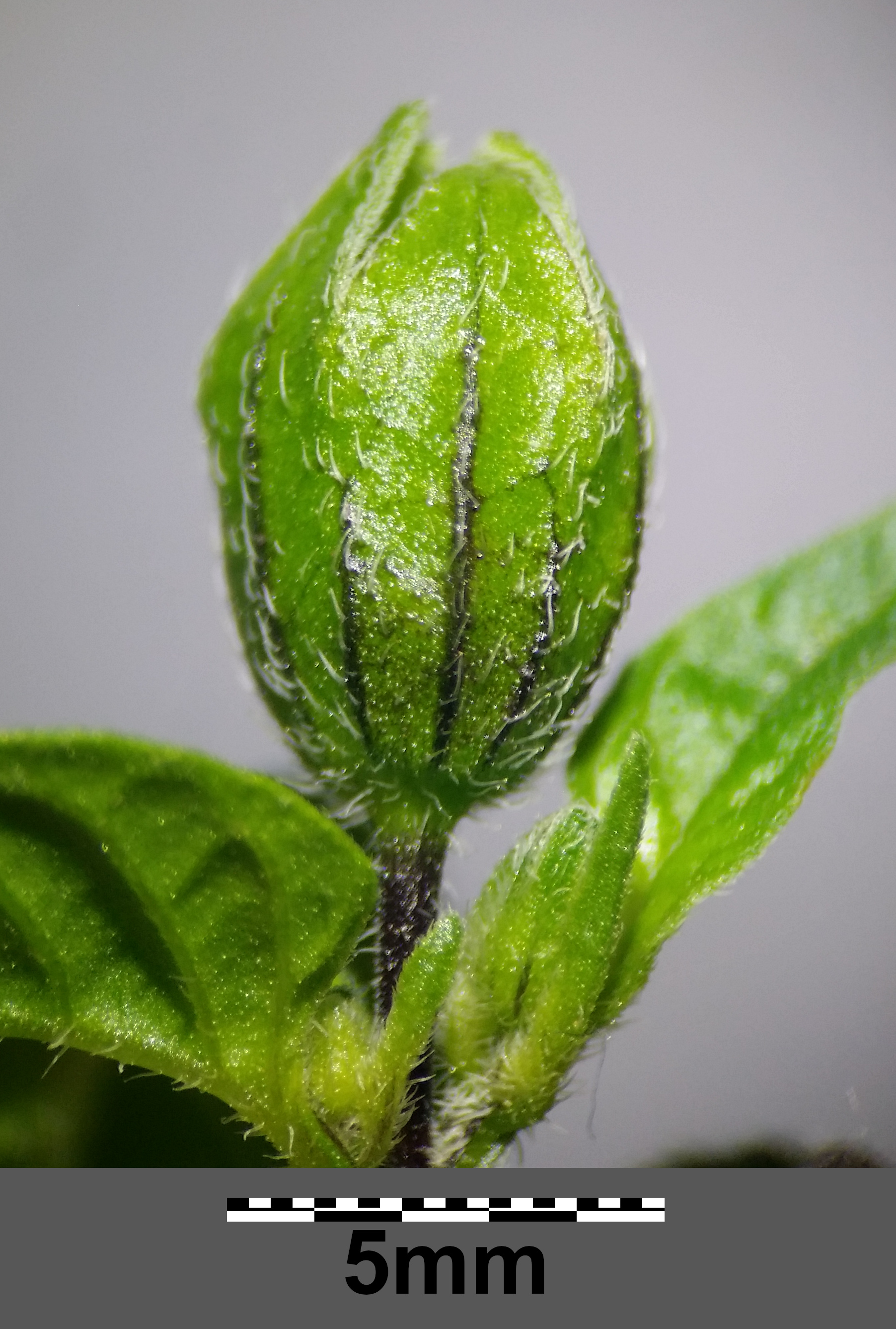 Green Tomatillo flower identification view