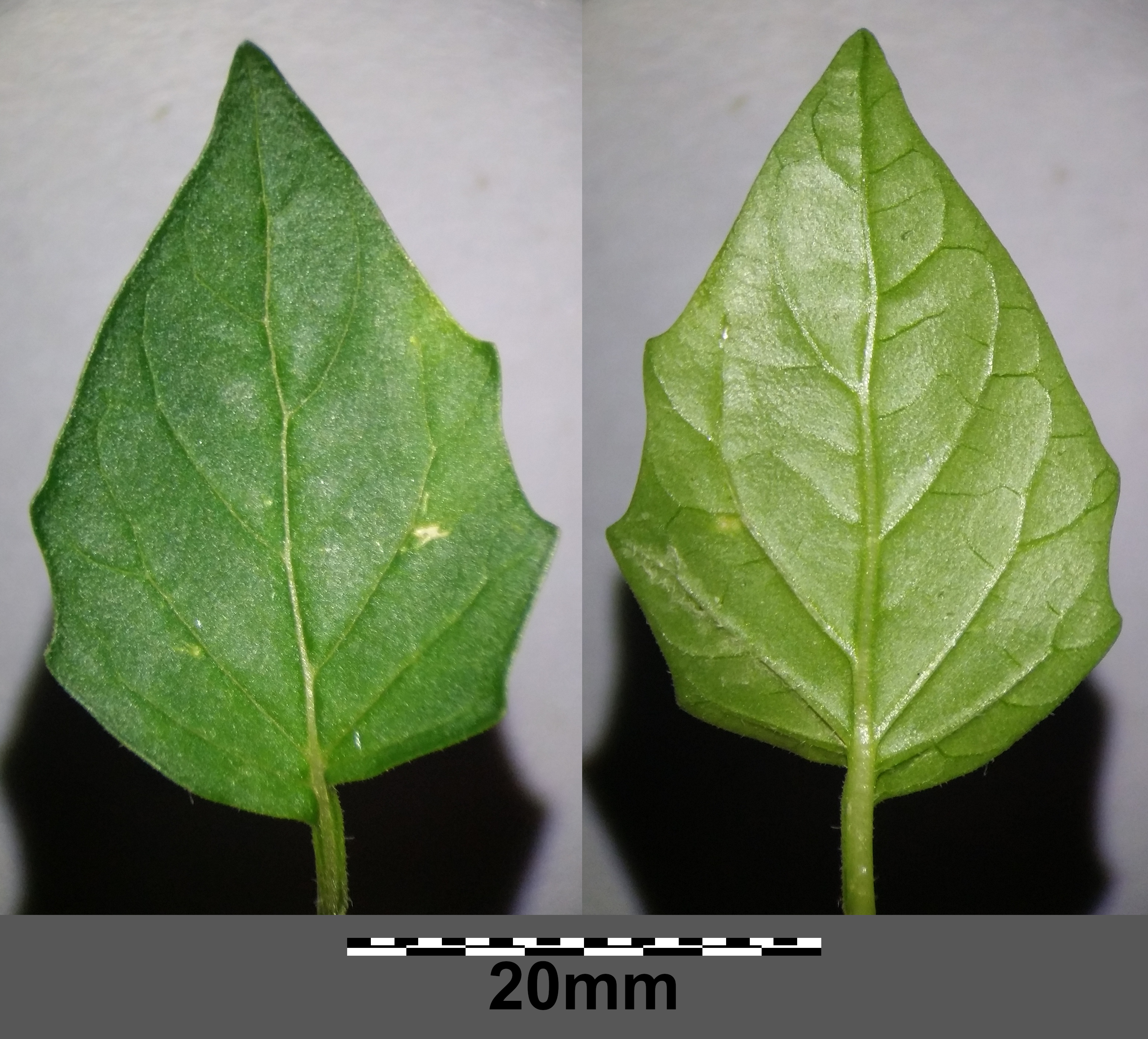 Green Tomatillo leaf identification view