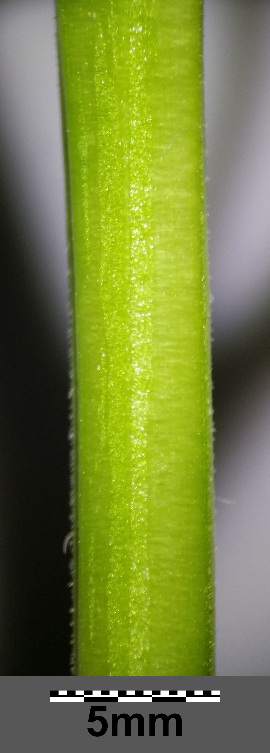 Green Tomatillo stem identification view