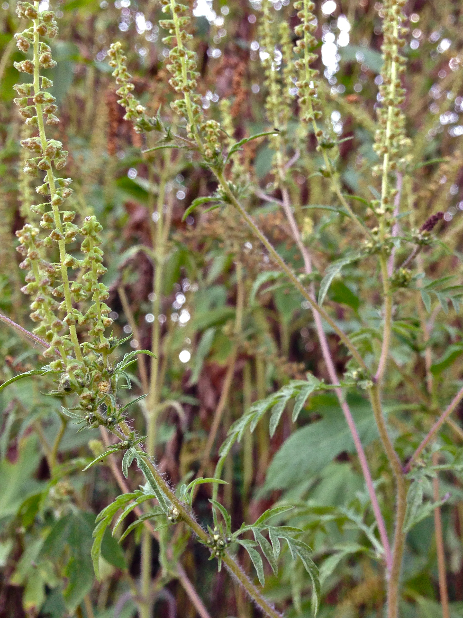 Ragweed flower identification view