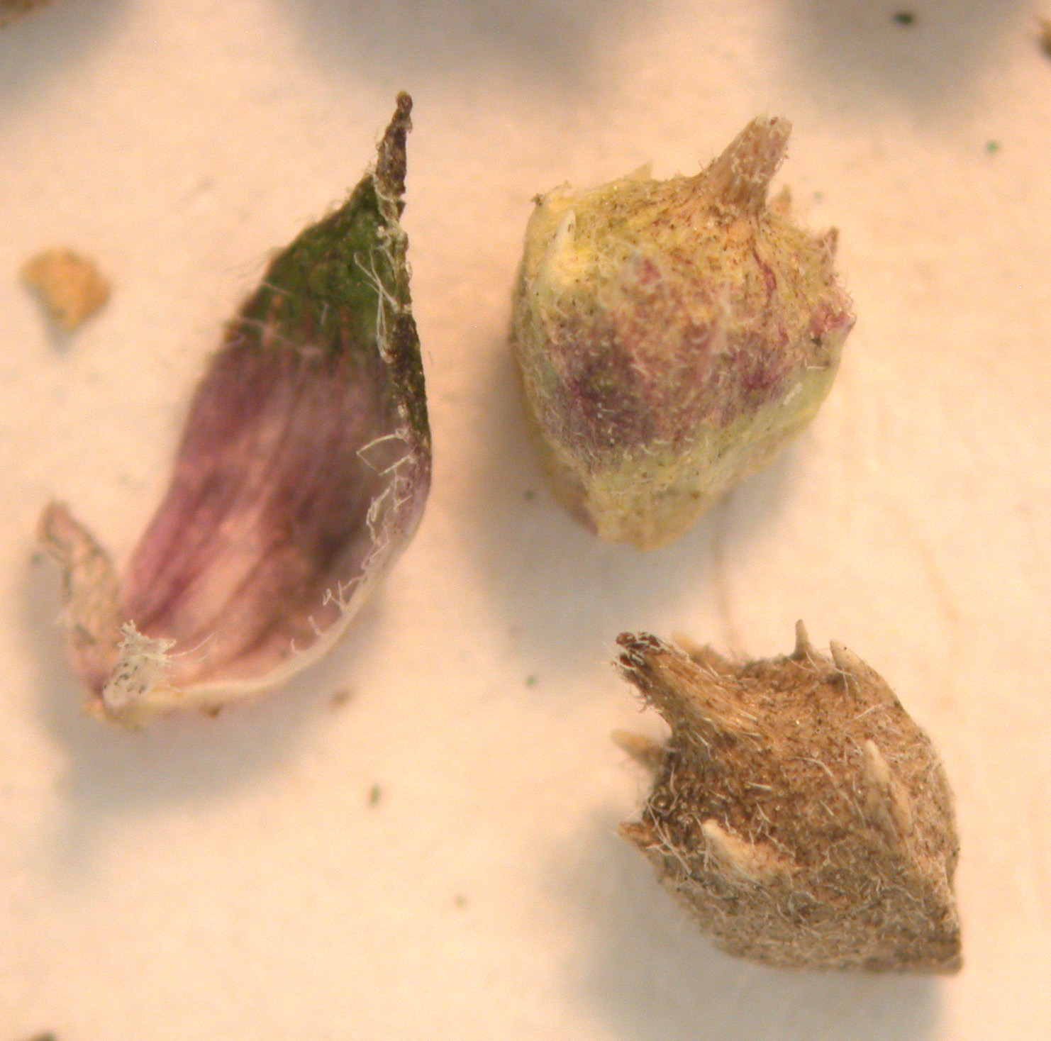 Ragweed fruit identification view