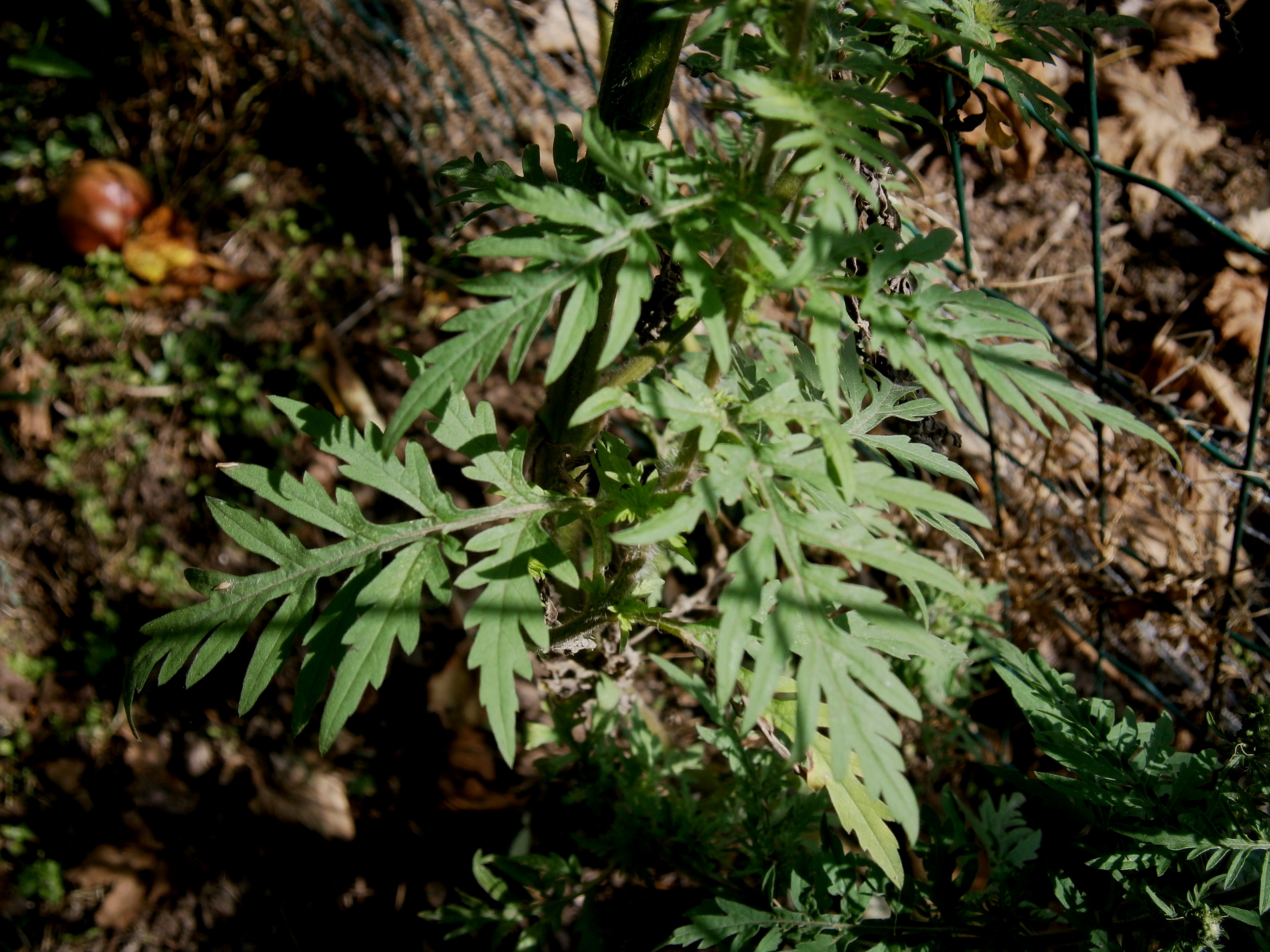 Ragweed leaf identification view