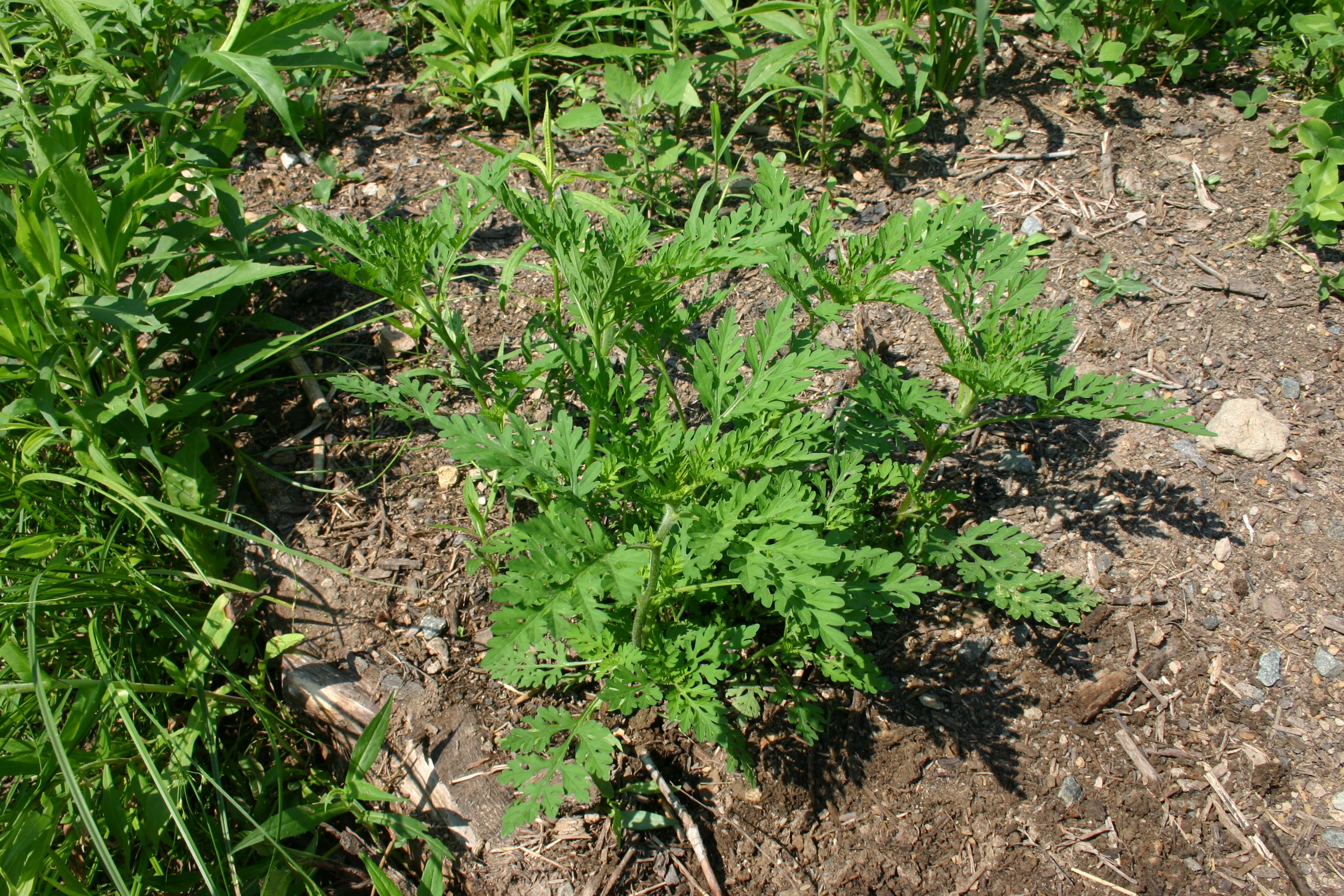 Ragweed plant identification view