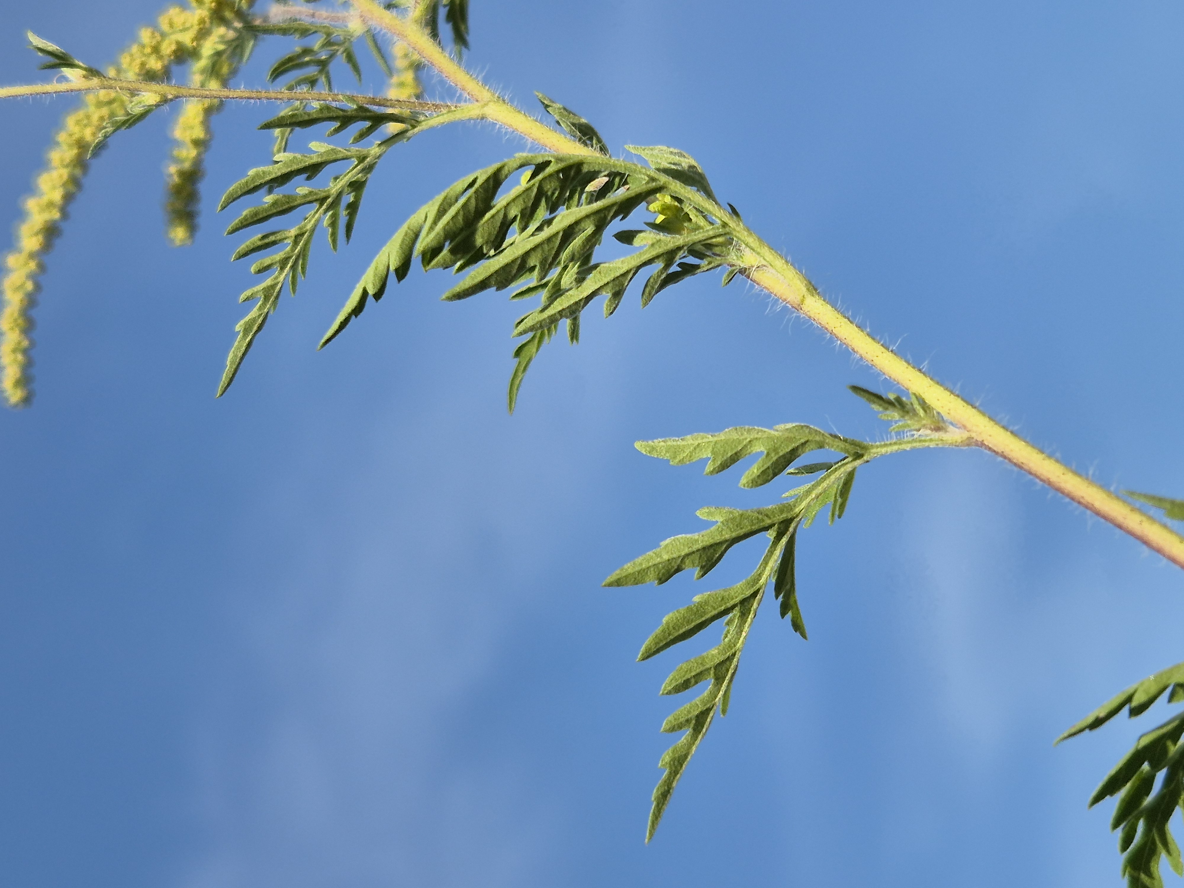 Ragweed stem identification view