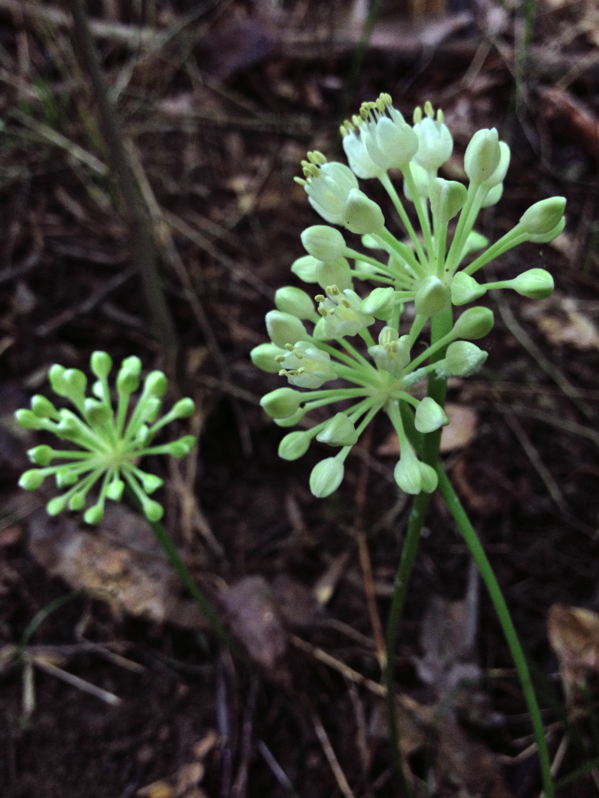 ramp flower identification view