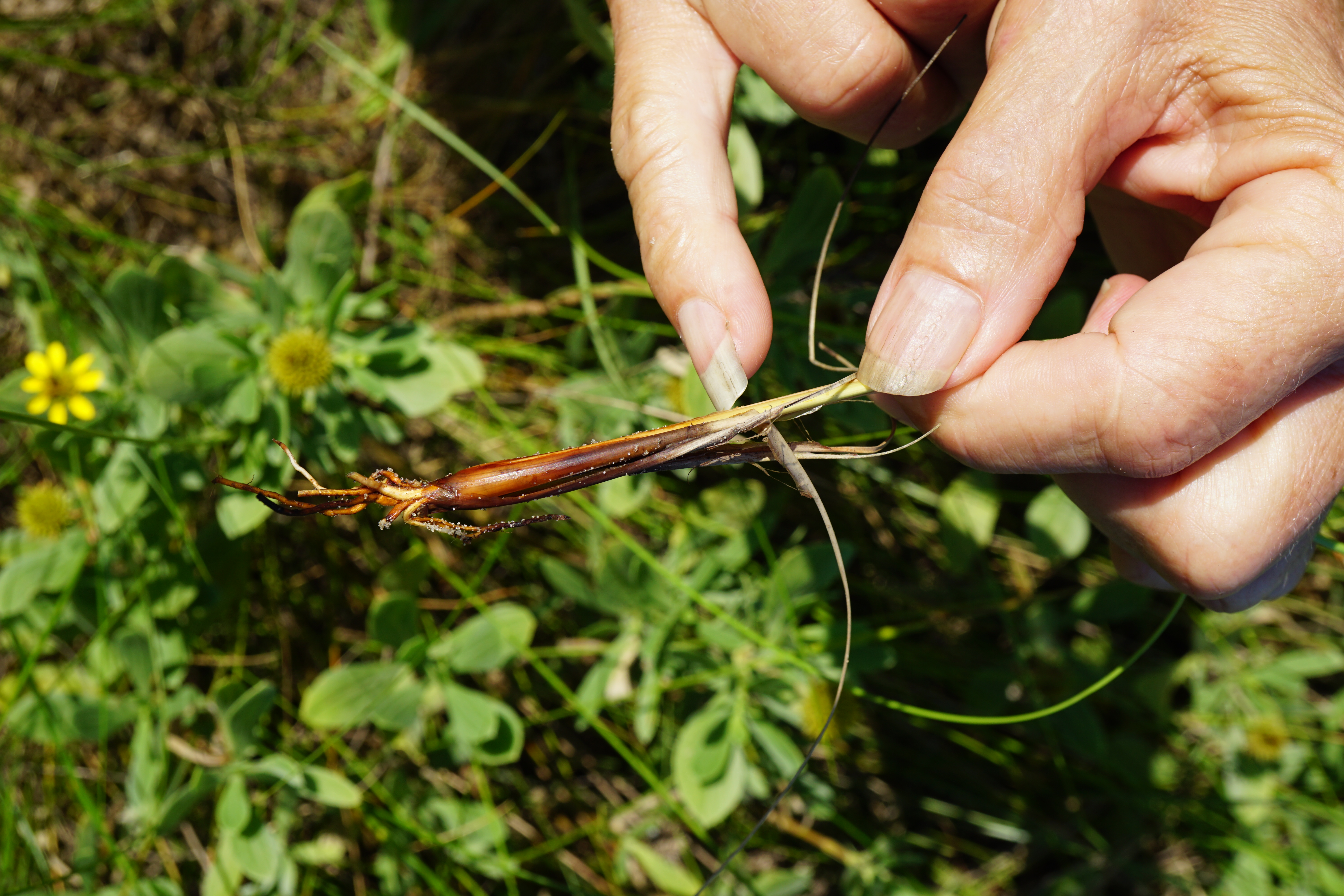 ramp stem identification view