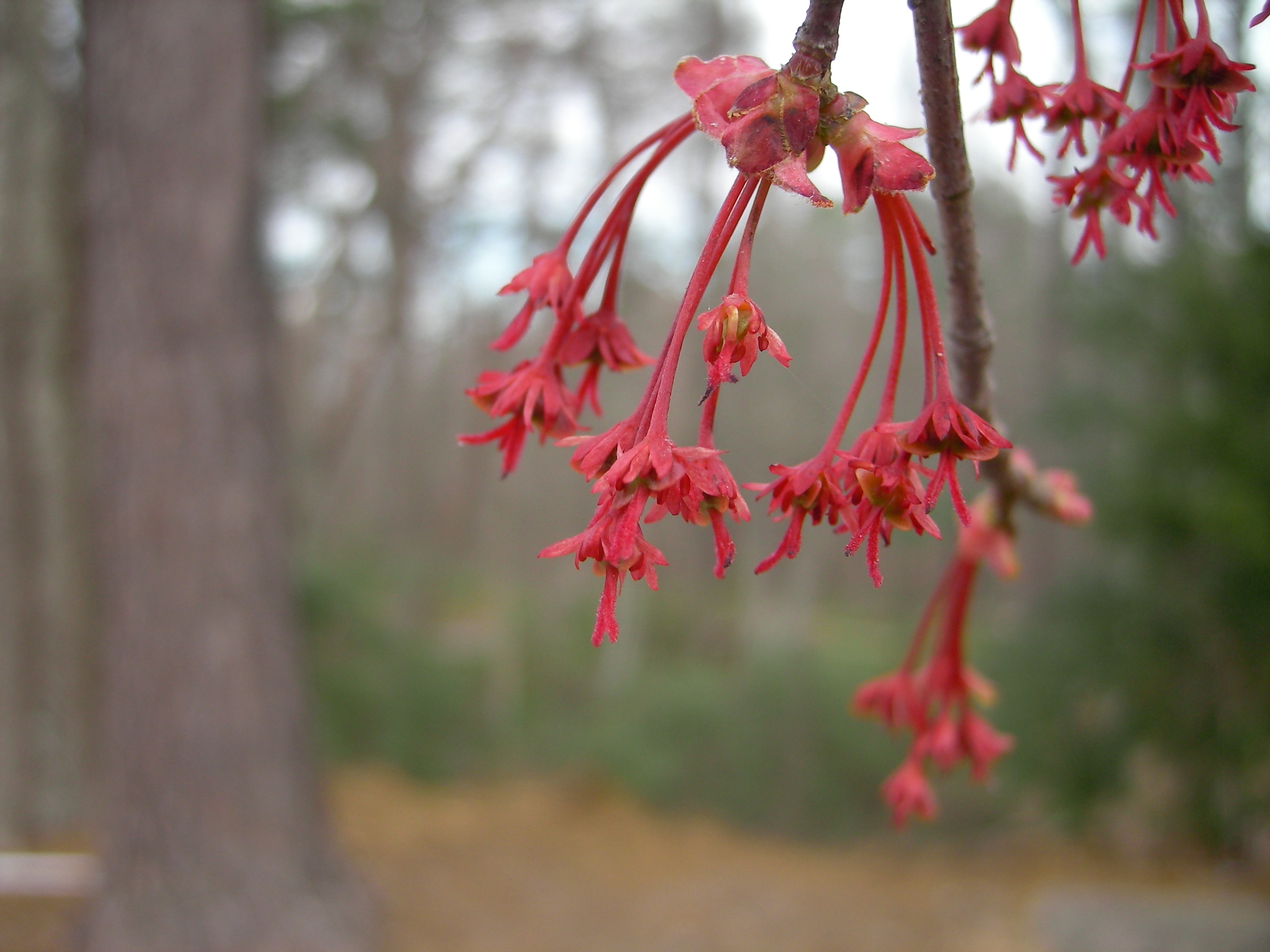 Red Maple flower identification view