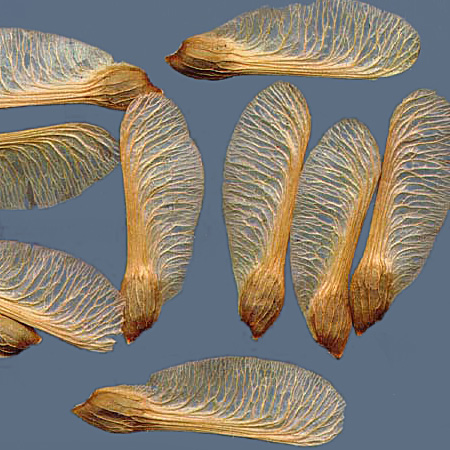 Red Maple fruit identification view