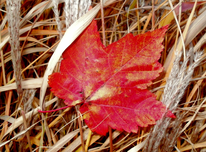 Red Maple leaf identification view