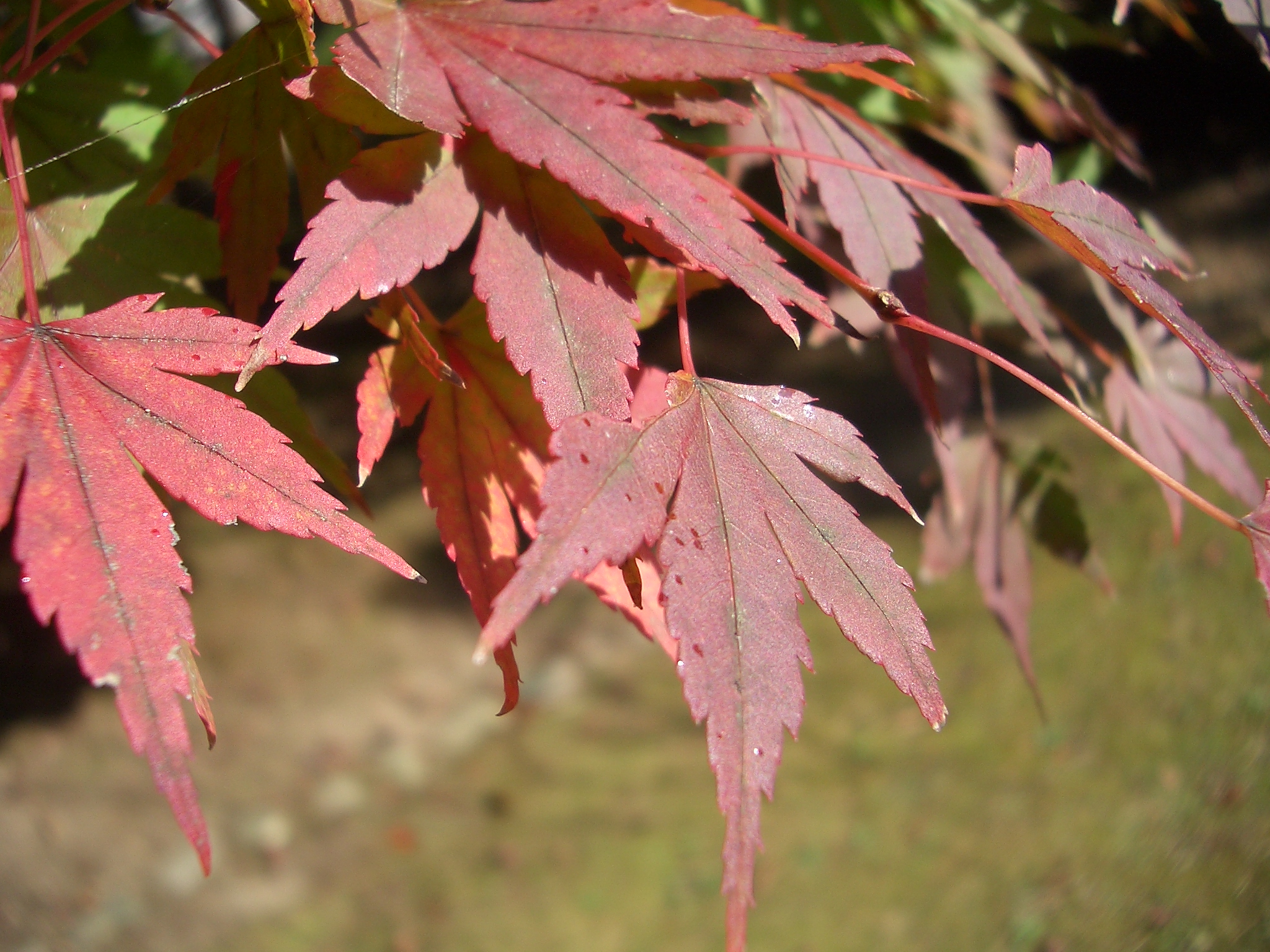 Red Maple plant identification view