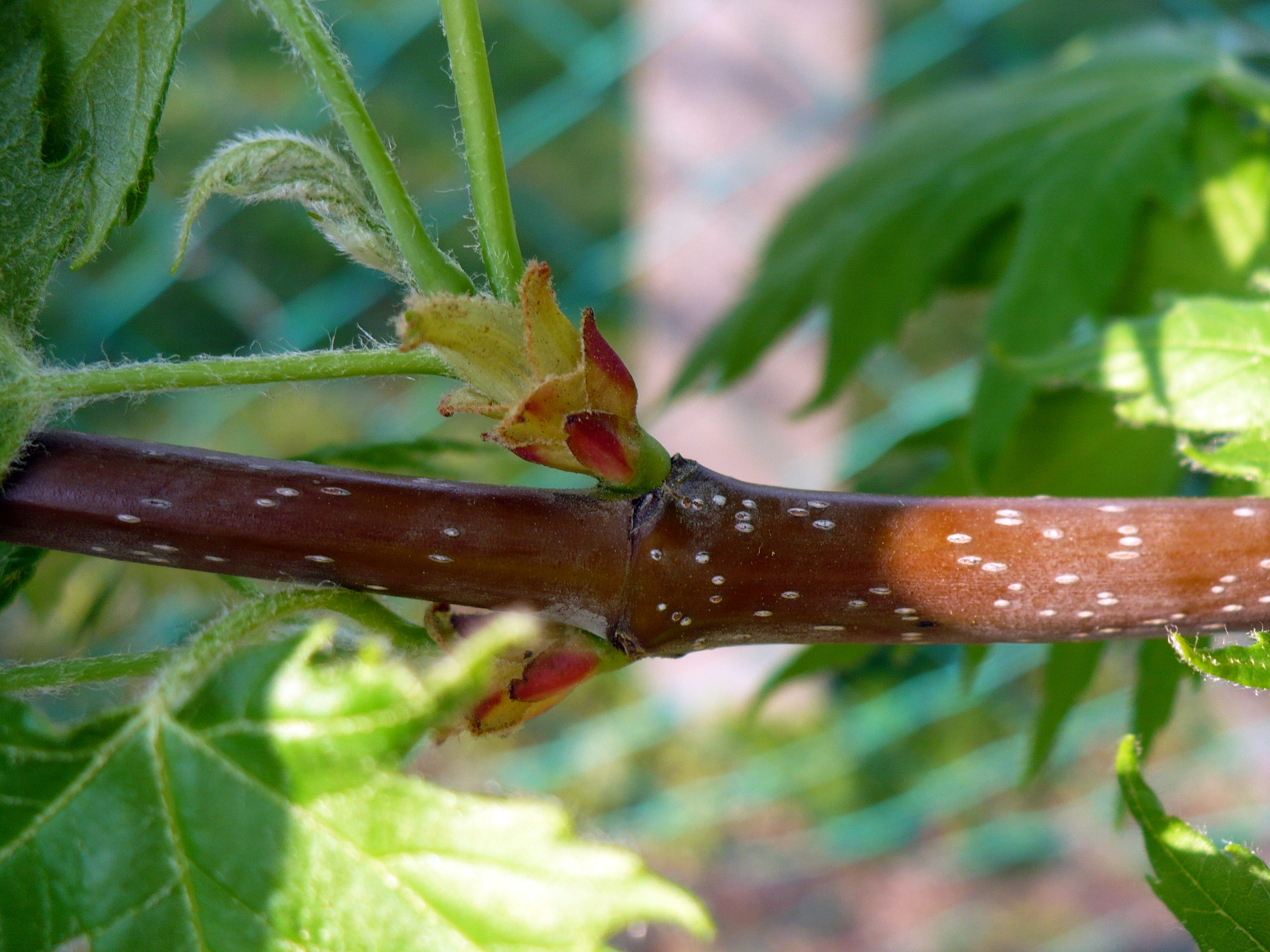 Red Maple stem identification view