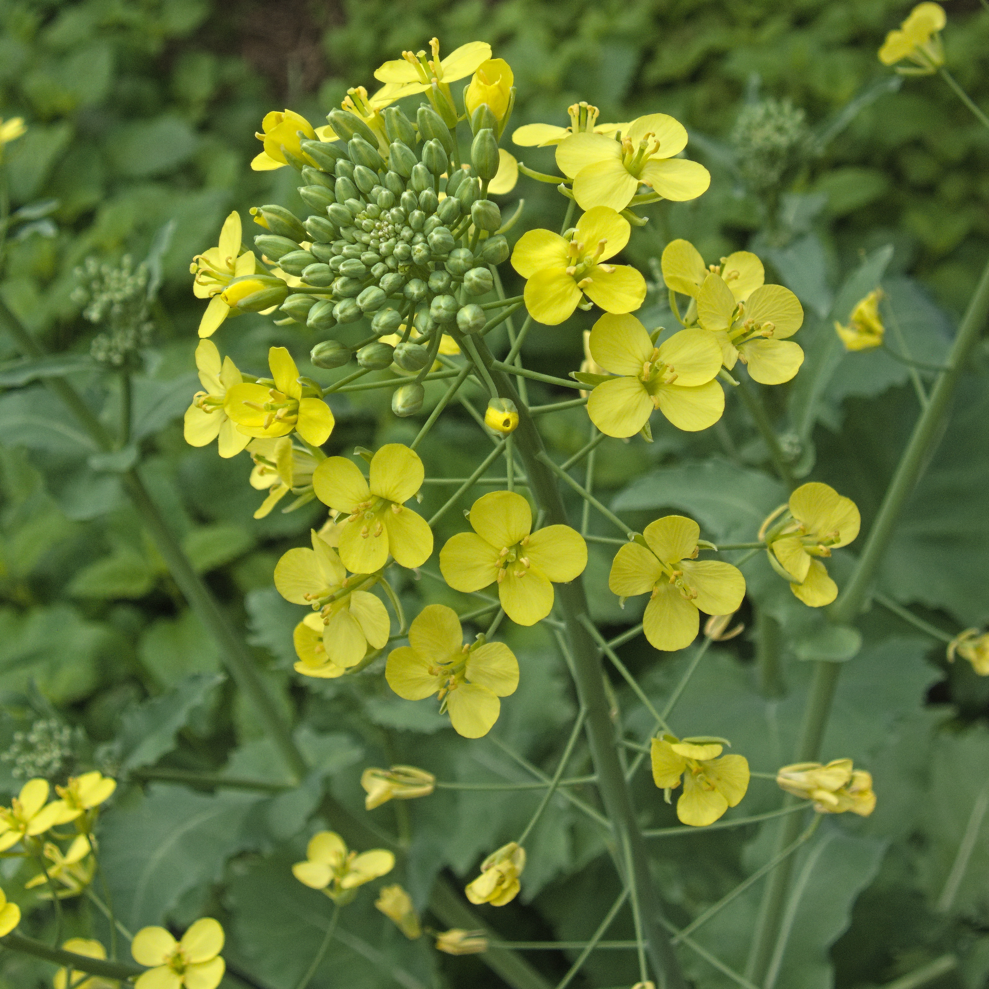 Red Russian Kale flower identification view