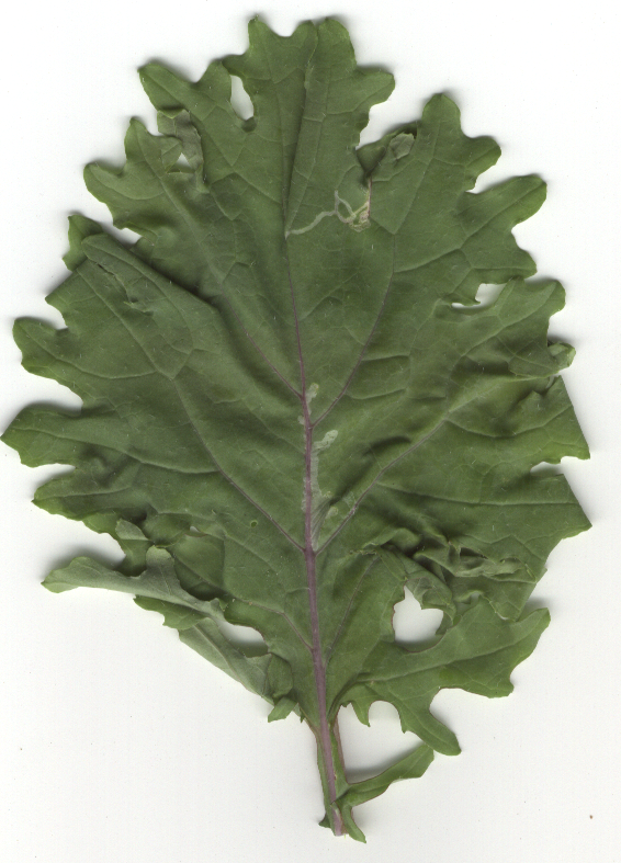 Red Russian Kale leaf identification view