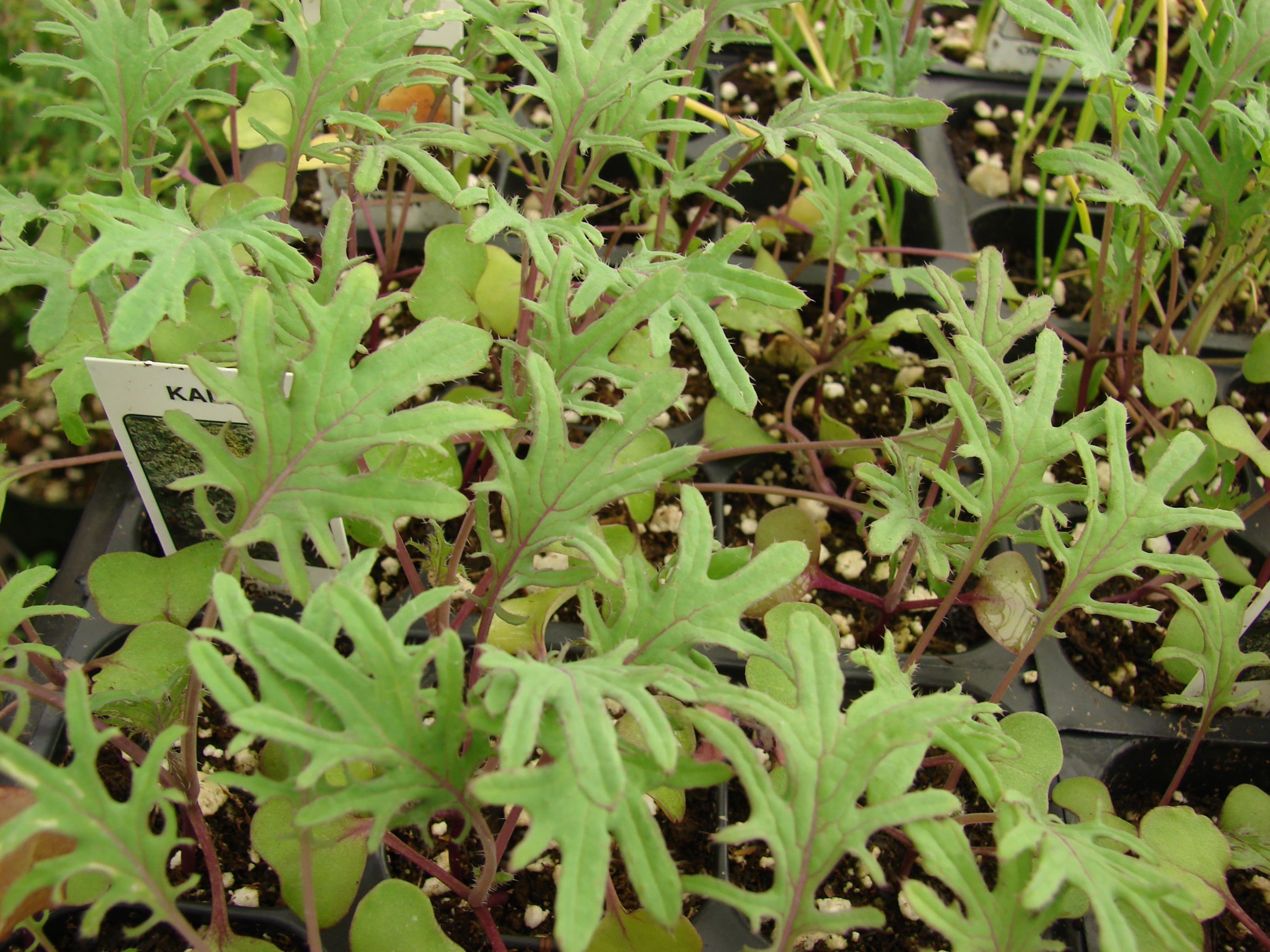 Red Russian Kale plant identification view