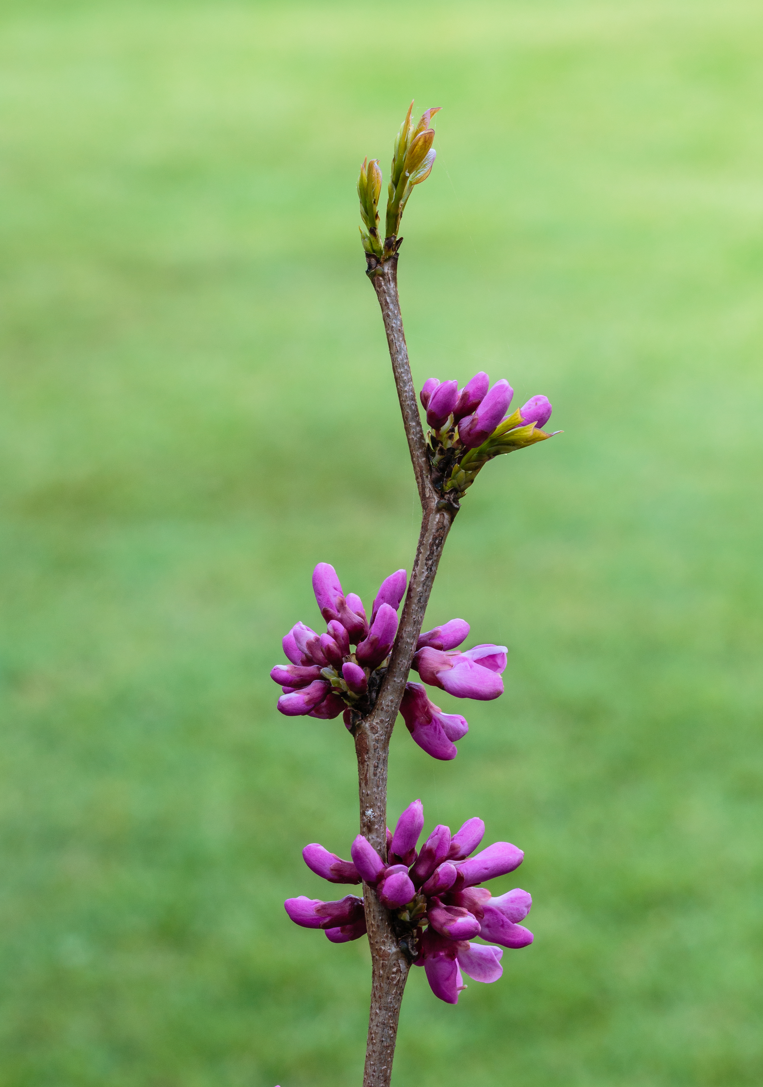 Eastern Redbud flower identification view