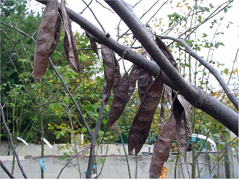 Eastern Redbud fruit identification view