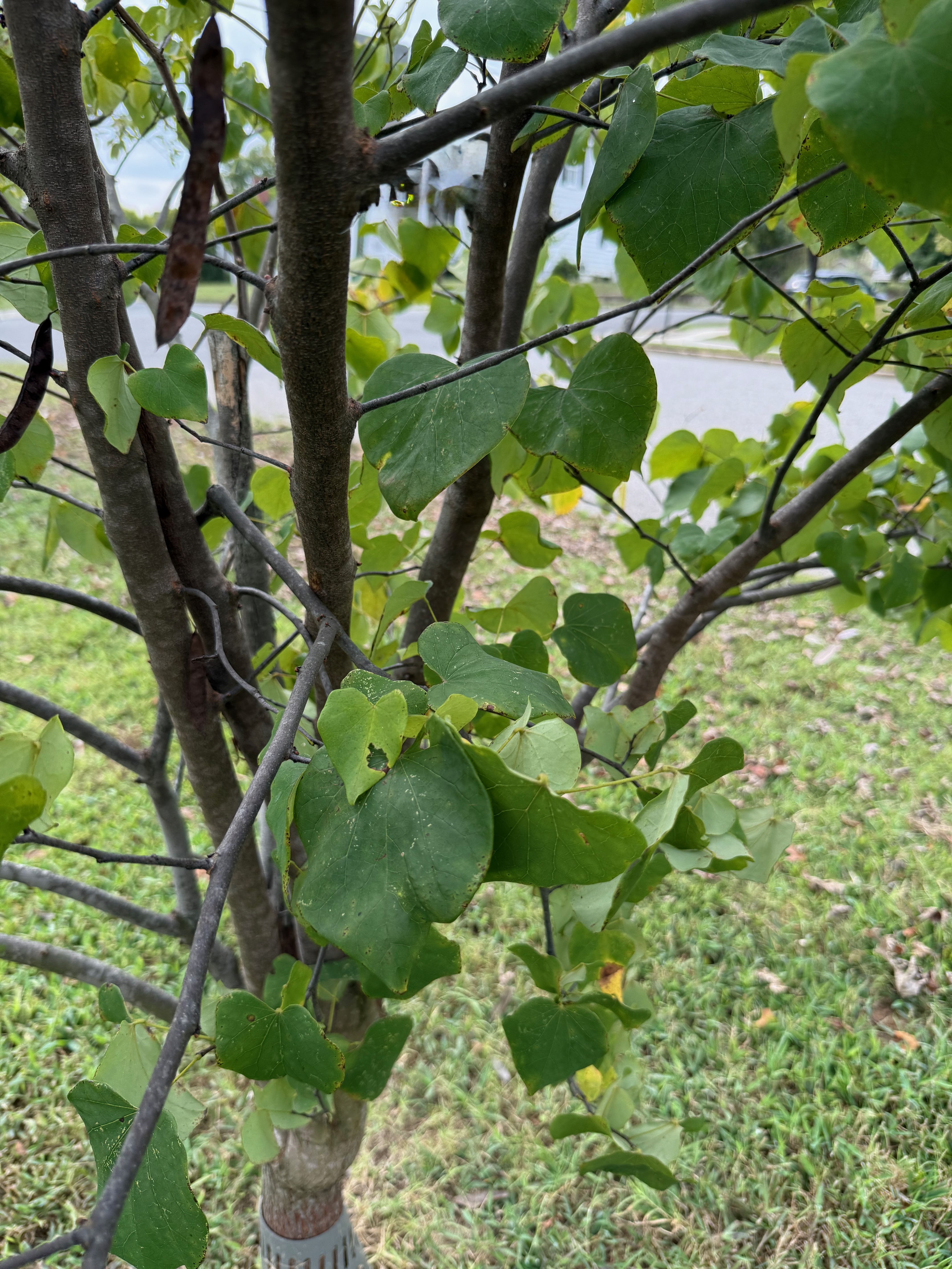 Eastern Redbud leaf identification view