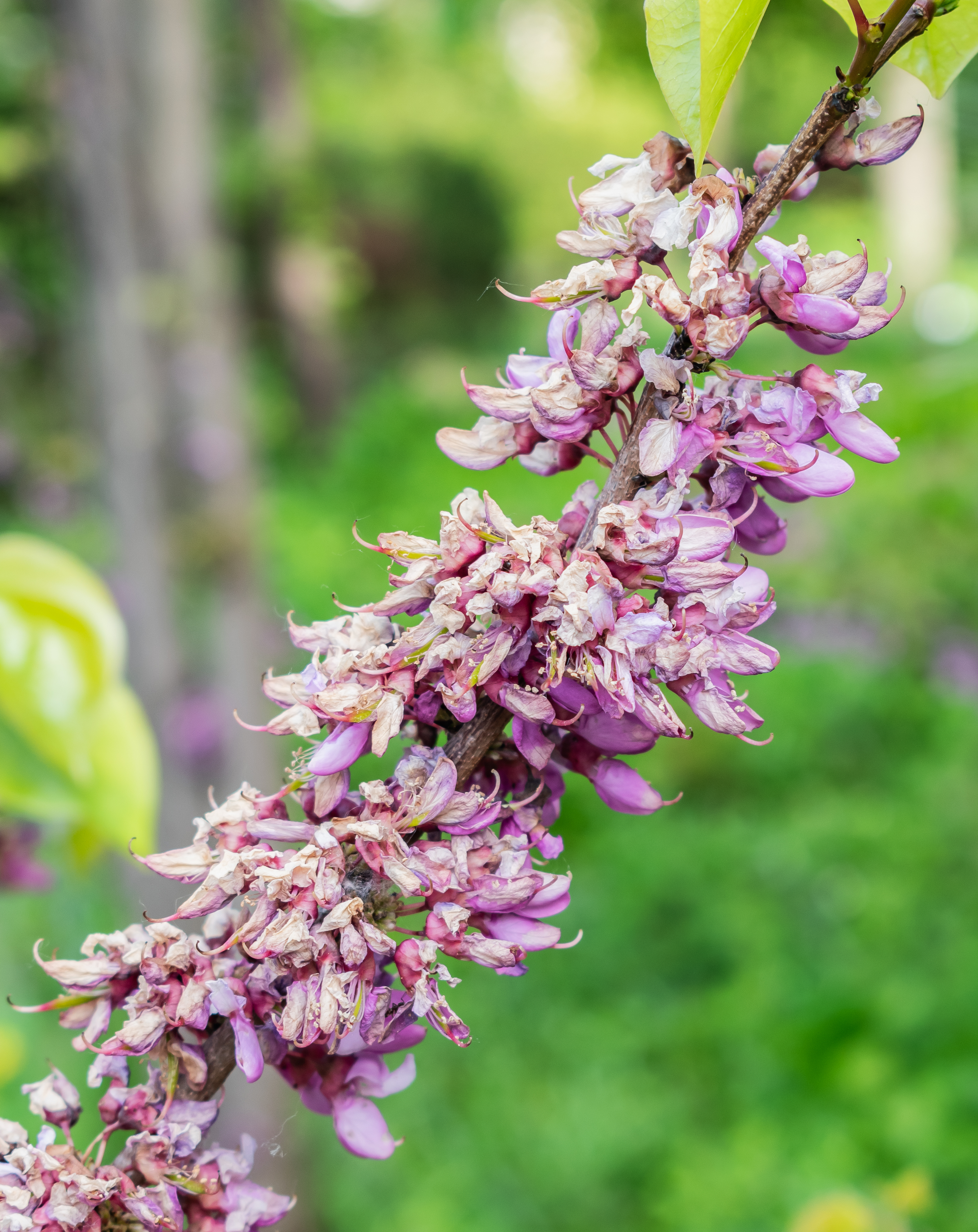 Eastern Redbud plant identification view
