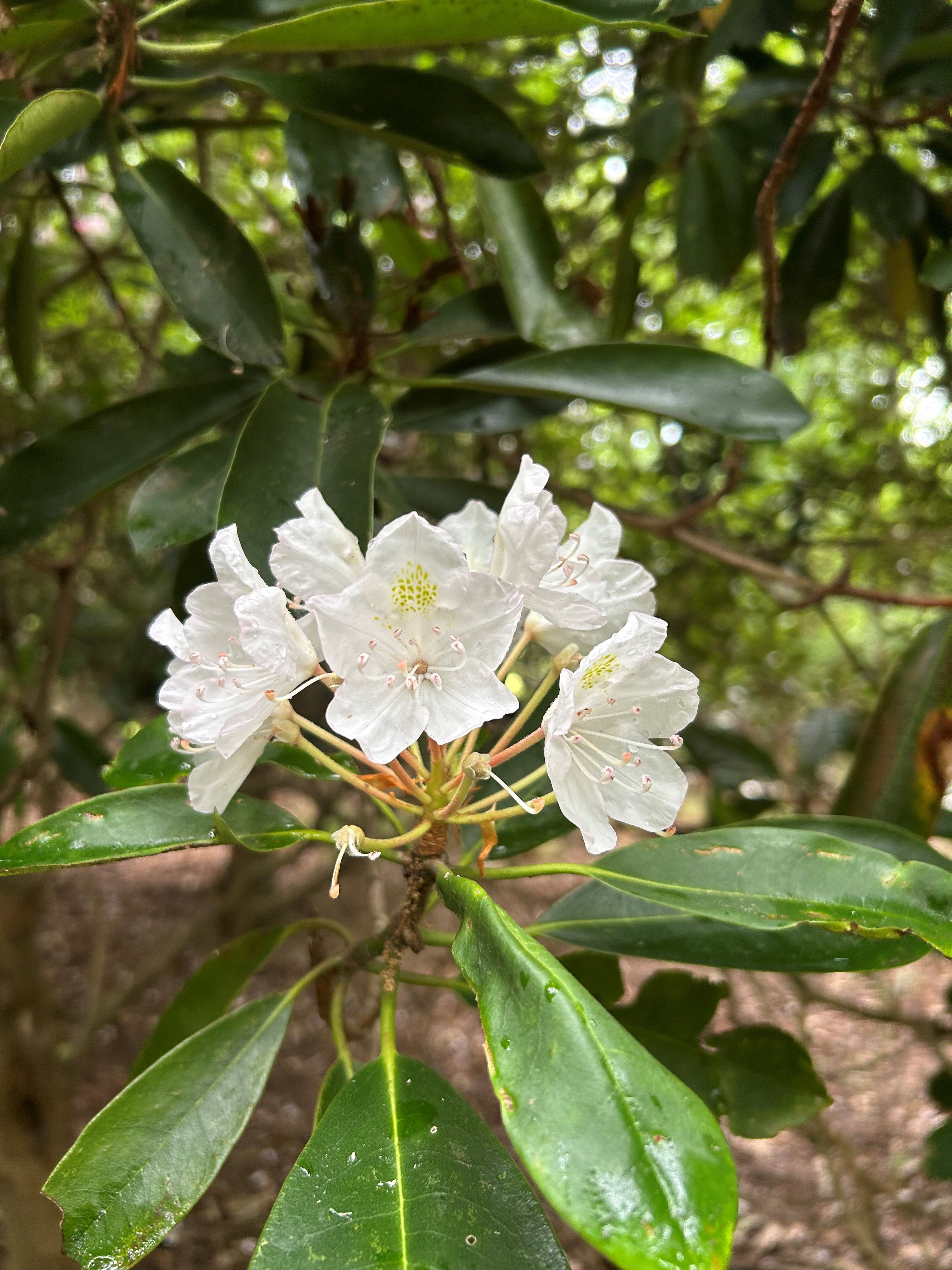 Rhododendron flower identification view