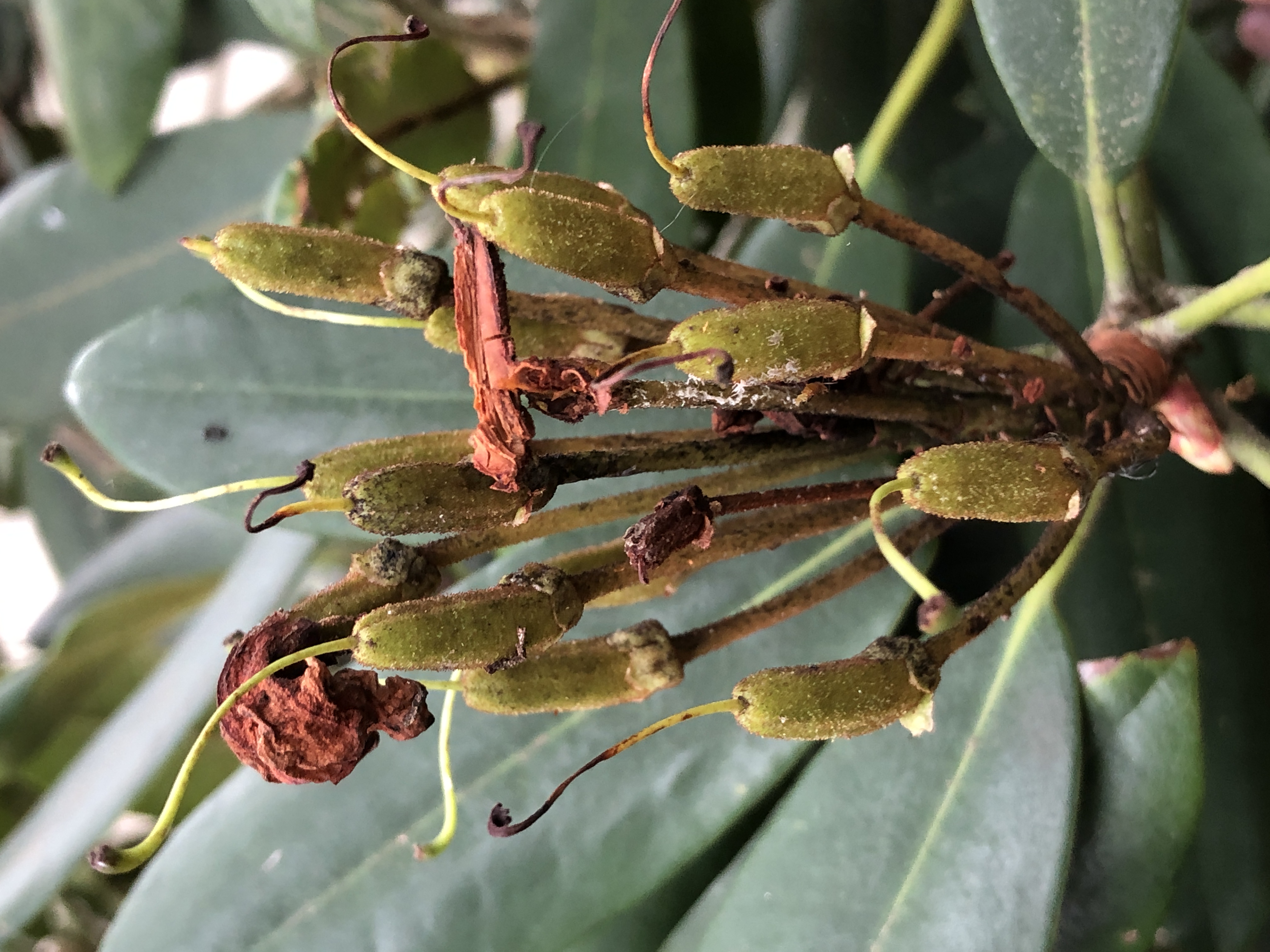 Rhododendron fruit identification view
