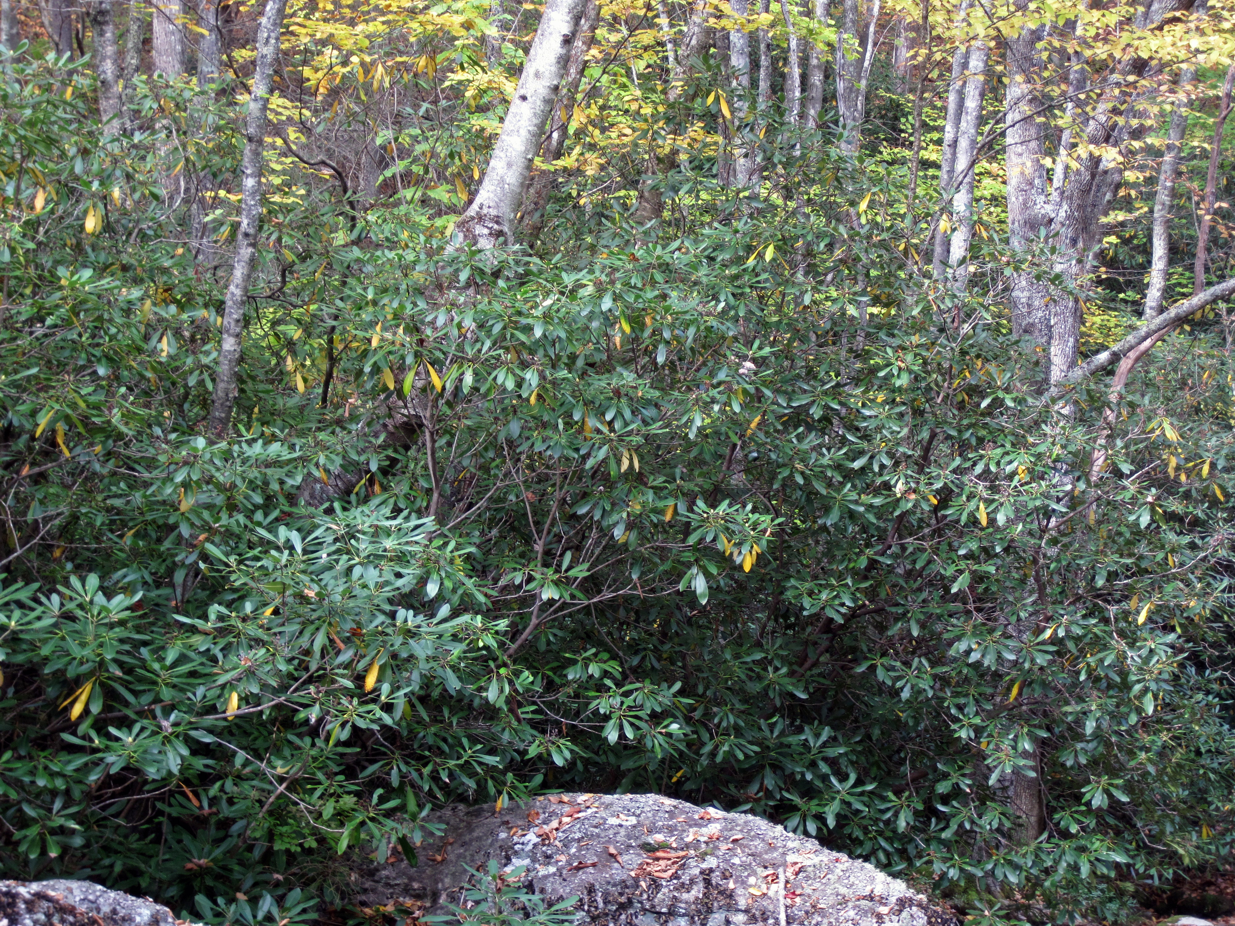 Rhododendron leaf identification view