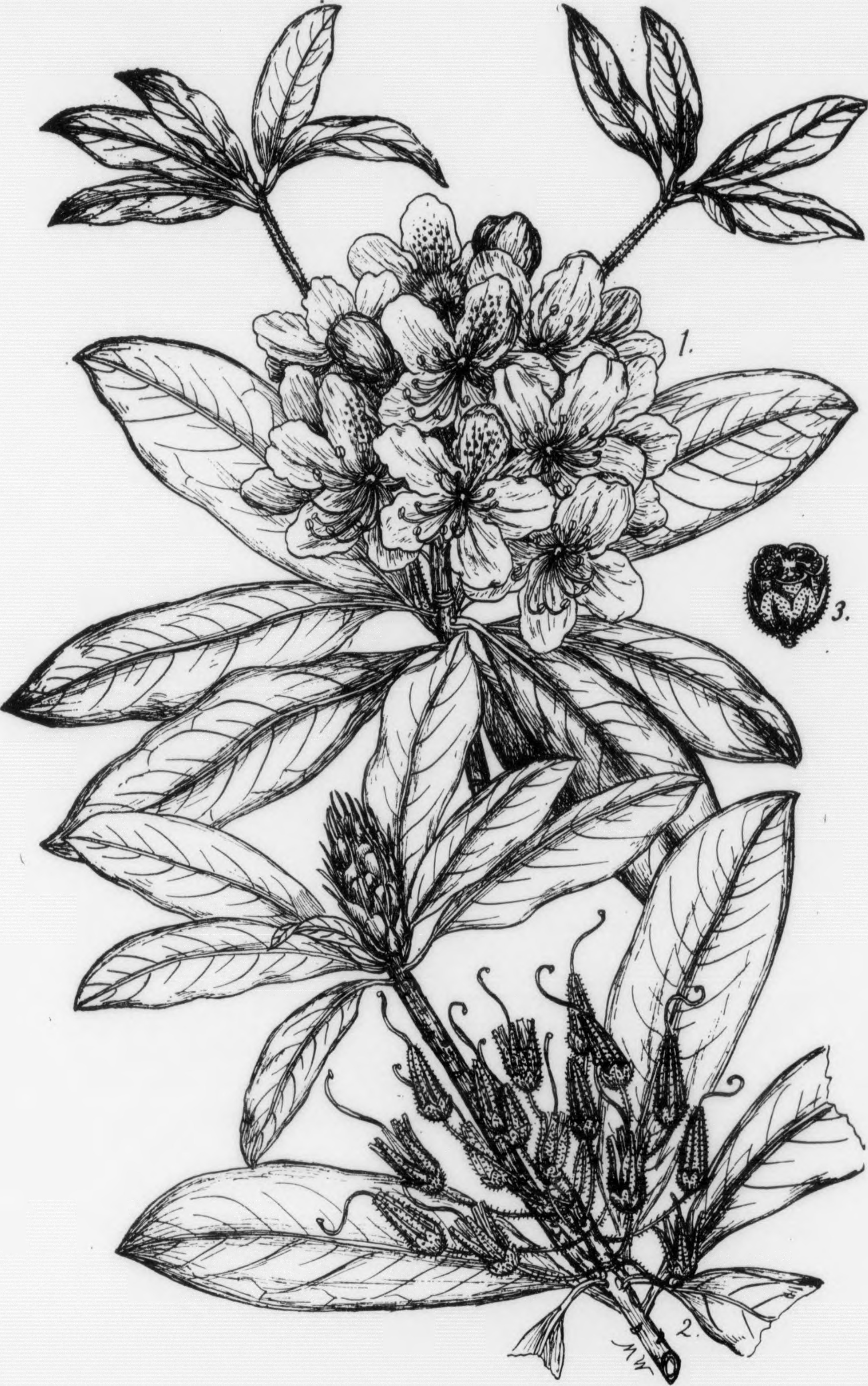 Rhododendron stem identification view