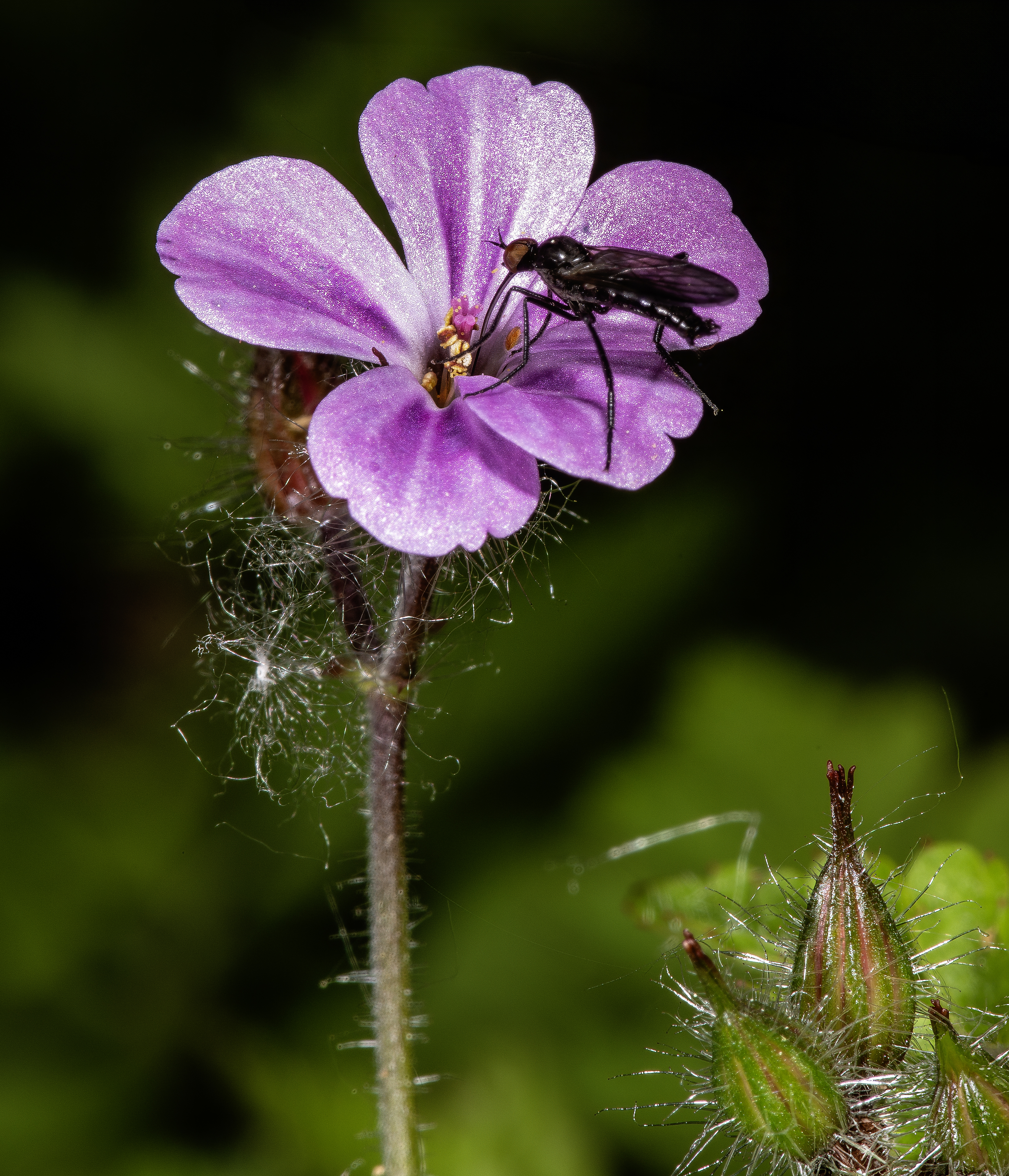 Robert geranium flower identification view