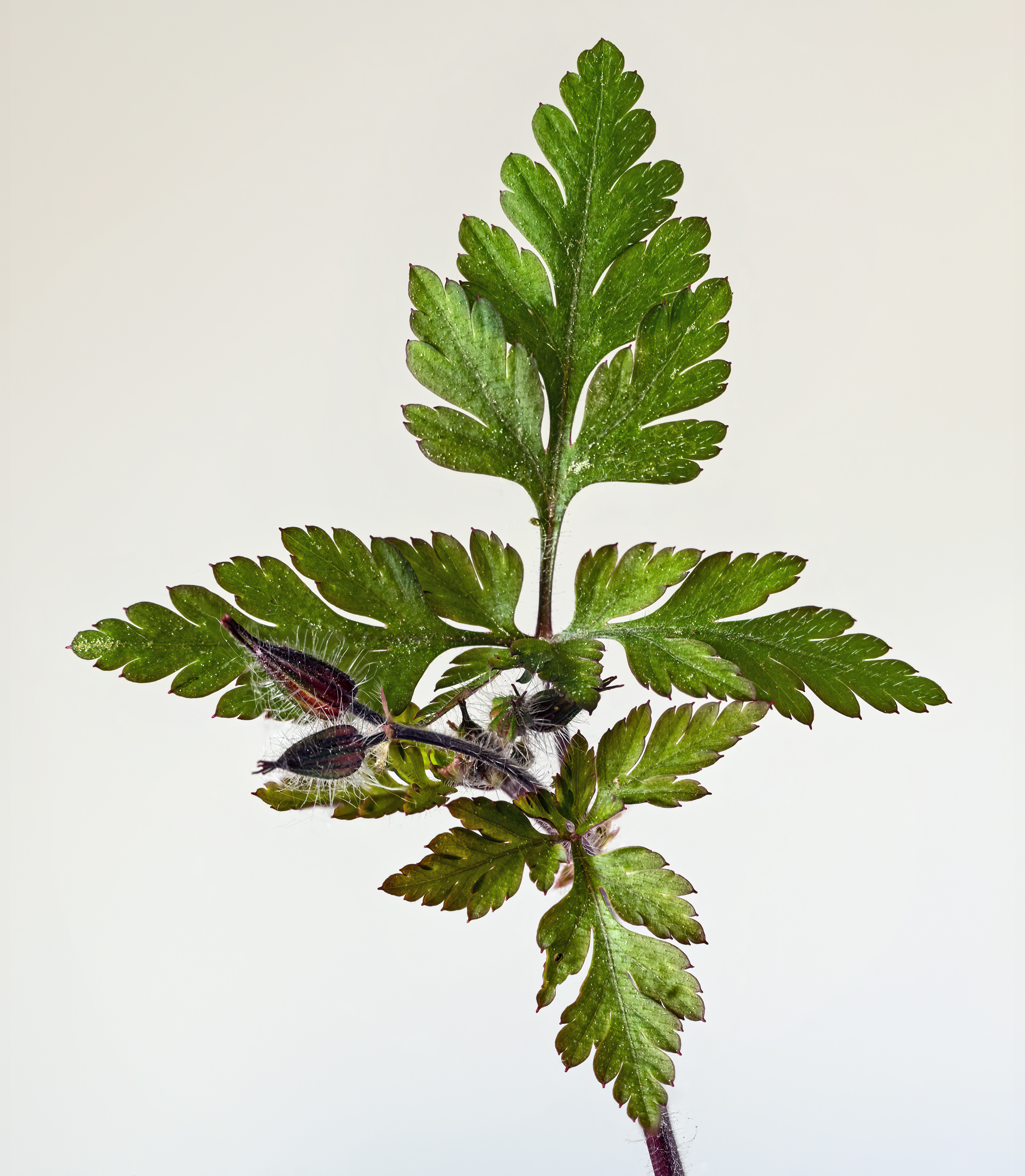 Robert geranium leaf identification view