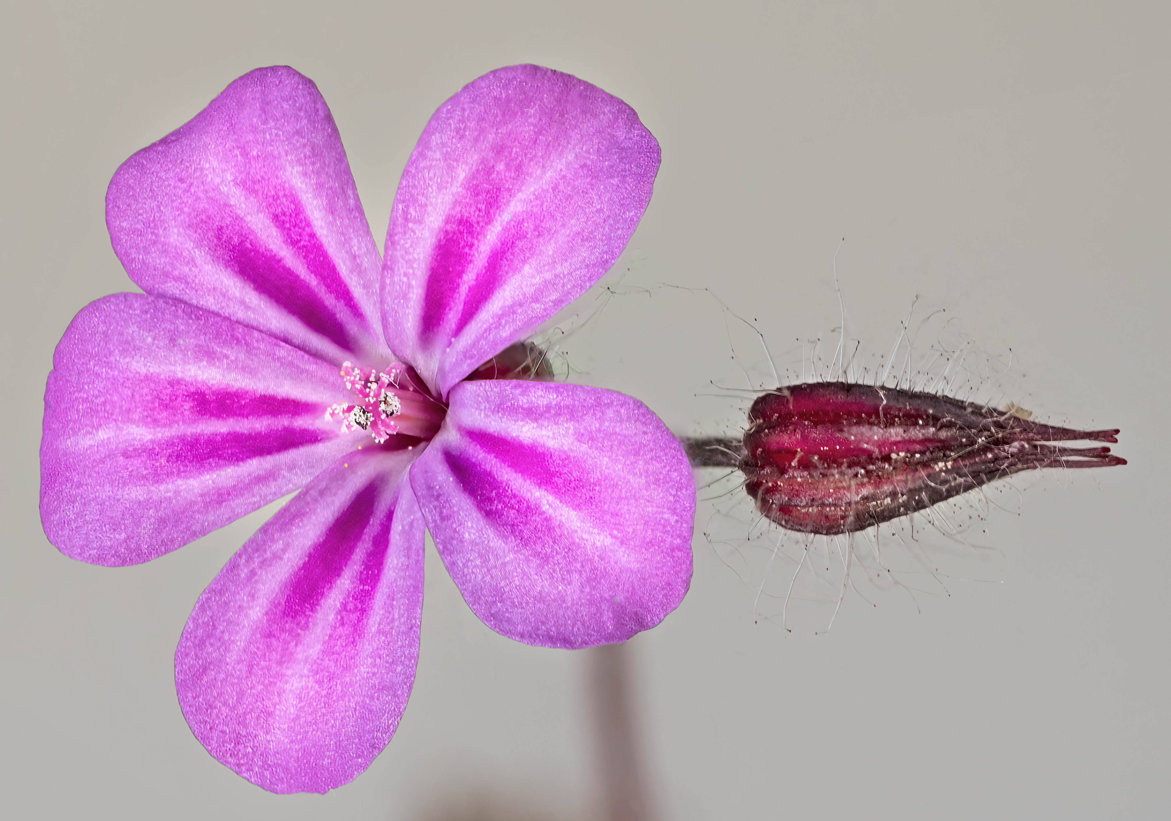 Robert geranium plant identification view