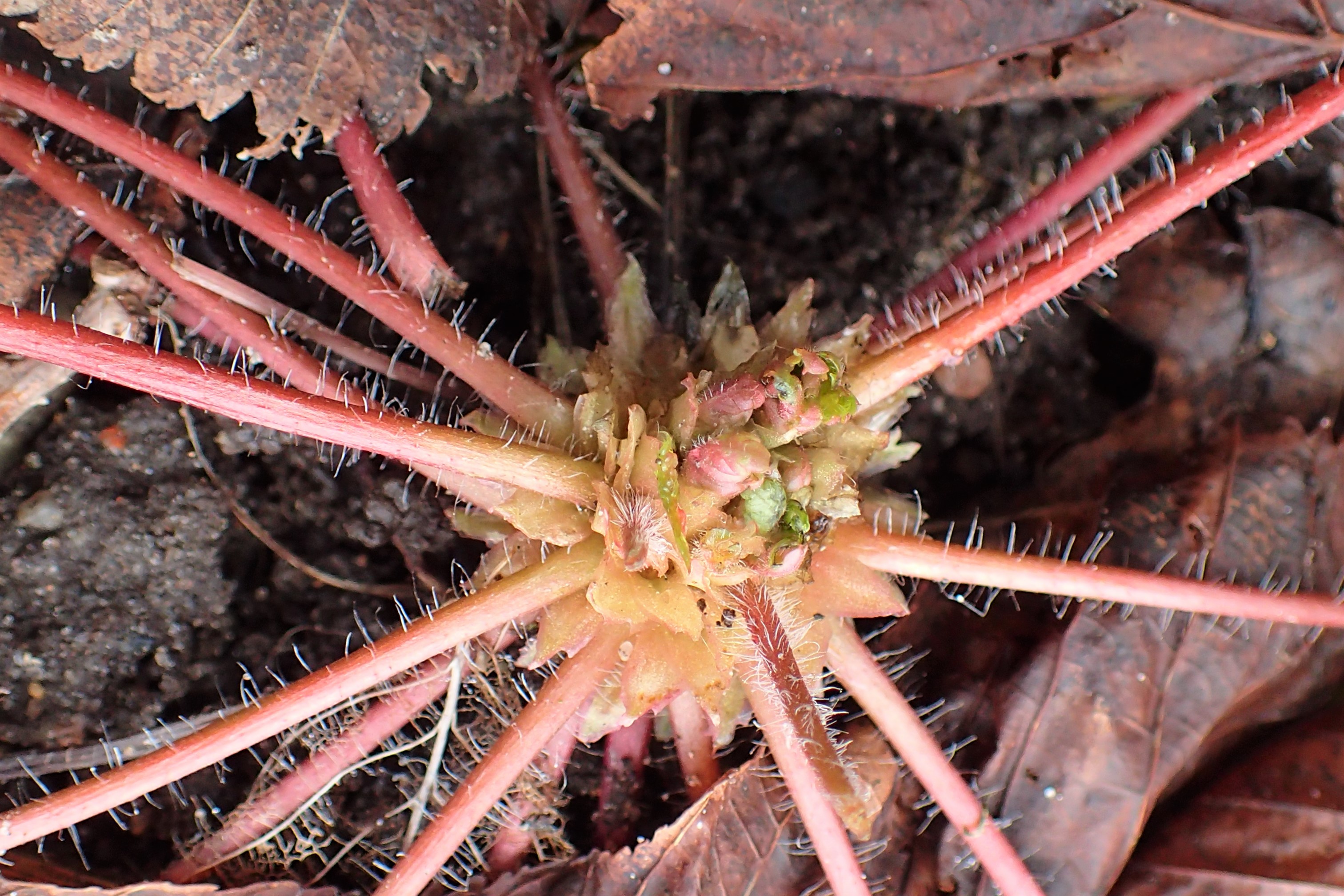 Robert geranium stem identification view