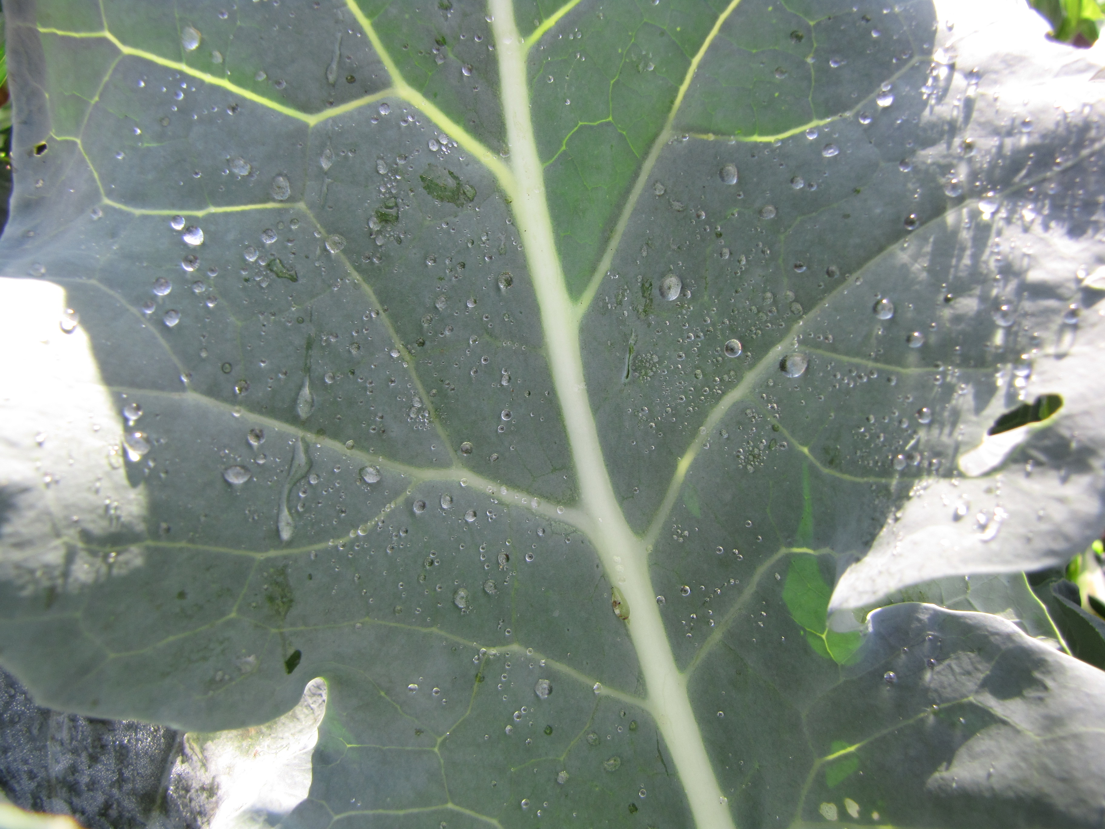 Romanesco Broccoli leaf identification view