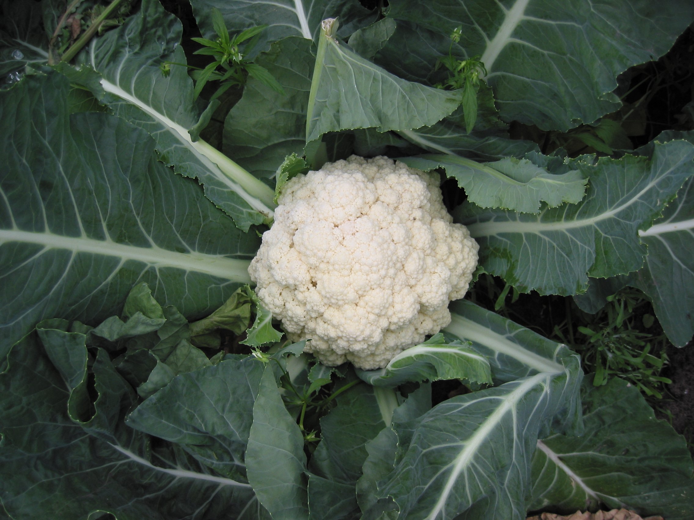 Romanesco Broccoli stem identification view