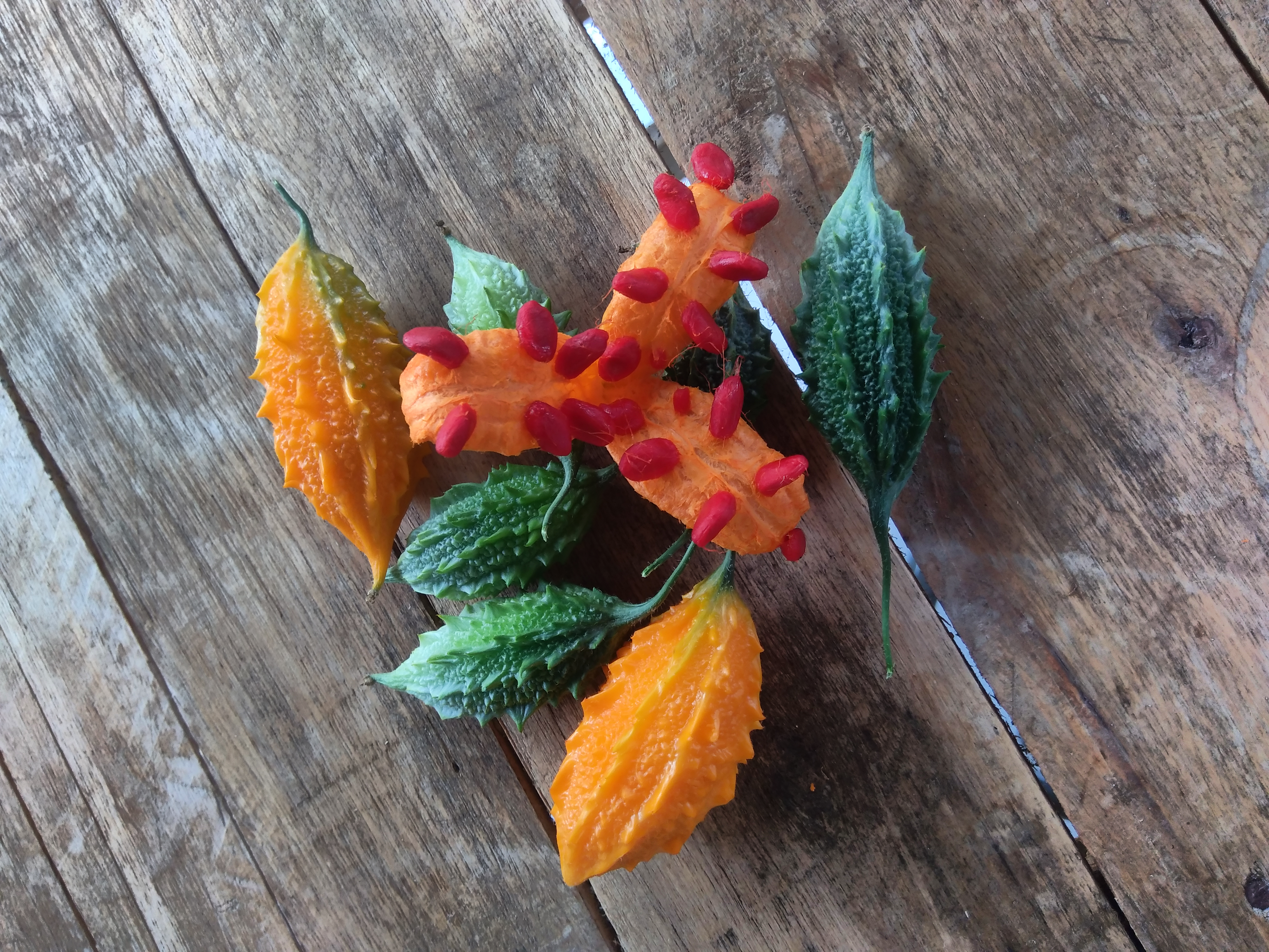 São Caetano melon fruit identification view